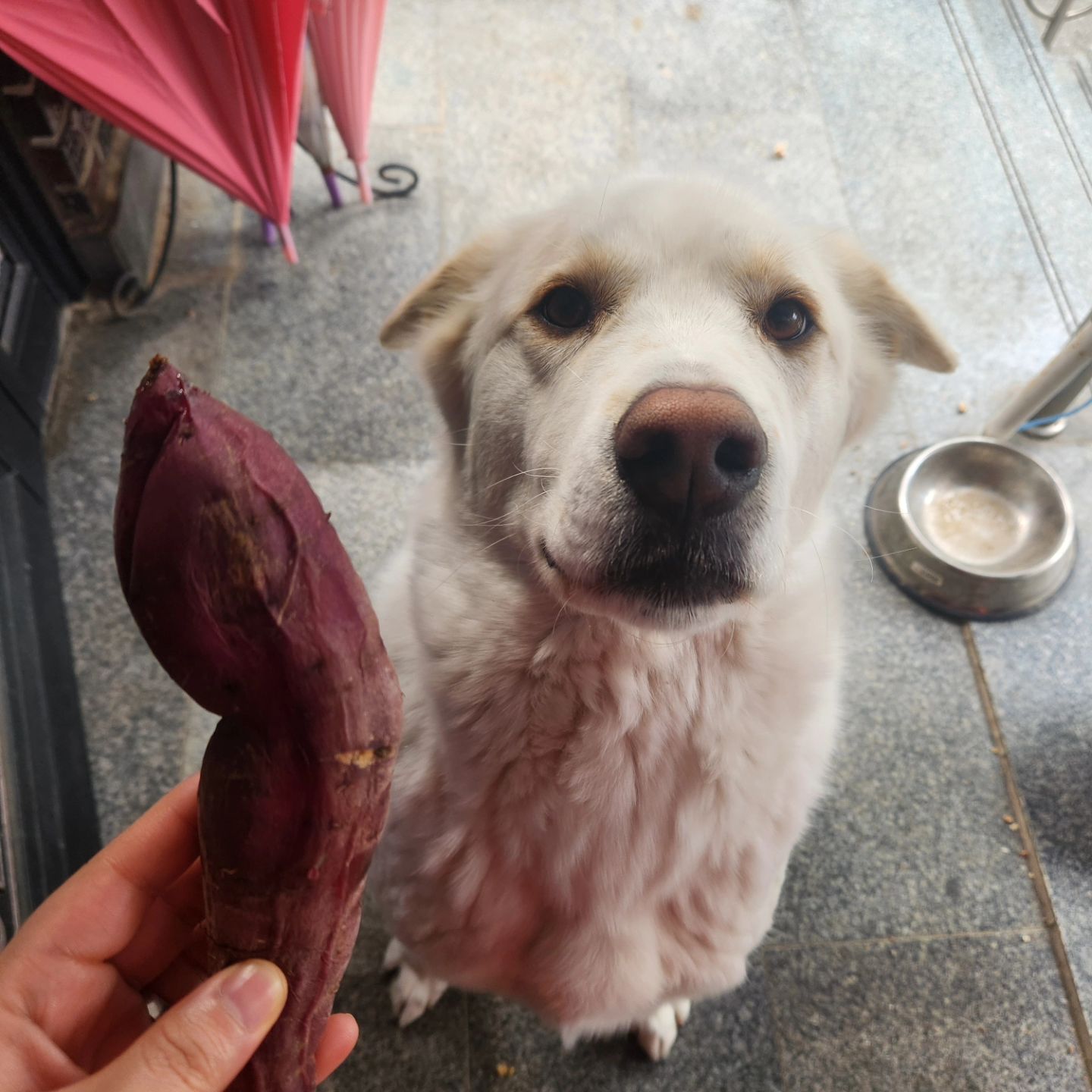 아침 고구마 꿀맛이개🐶 김라떼, 고구마를 향해 날다