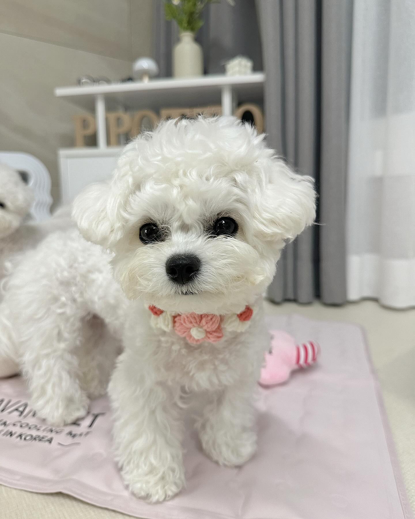 🐶뽀또, 미세먼지 계~속 심하더니 
이젠 또 비야...🥲 날씨 왜이래에ㅔㅔㅔㅔ