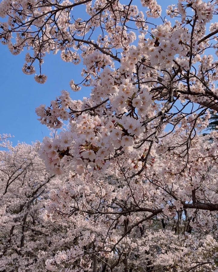 뭐가 그리 급한지
이르게 찾아온 벚꽃을 보려고 아주 허둥거렸는데..
난개한 벚꽃들로 둘러싸인 영랑호를 본 순간
조급했던 마음이 싹 사라졌다.🥹

마침표처럼 마침
벚꽃잎이 내렸으니

꽃 속에 감추어둔 푸르른 신록의 본심을 기다려야지.🌱