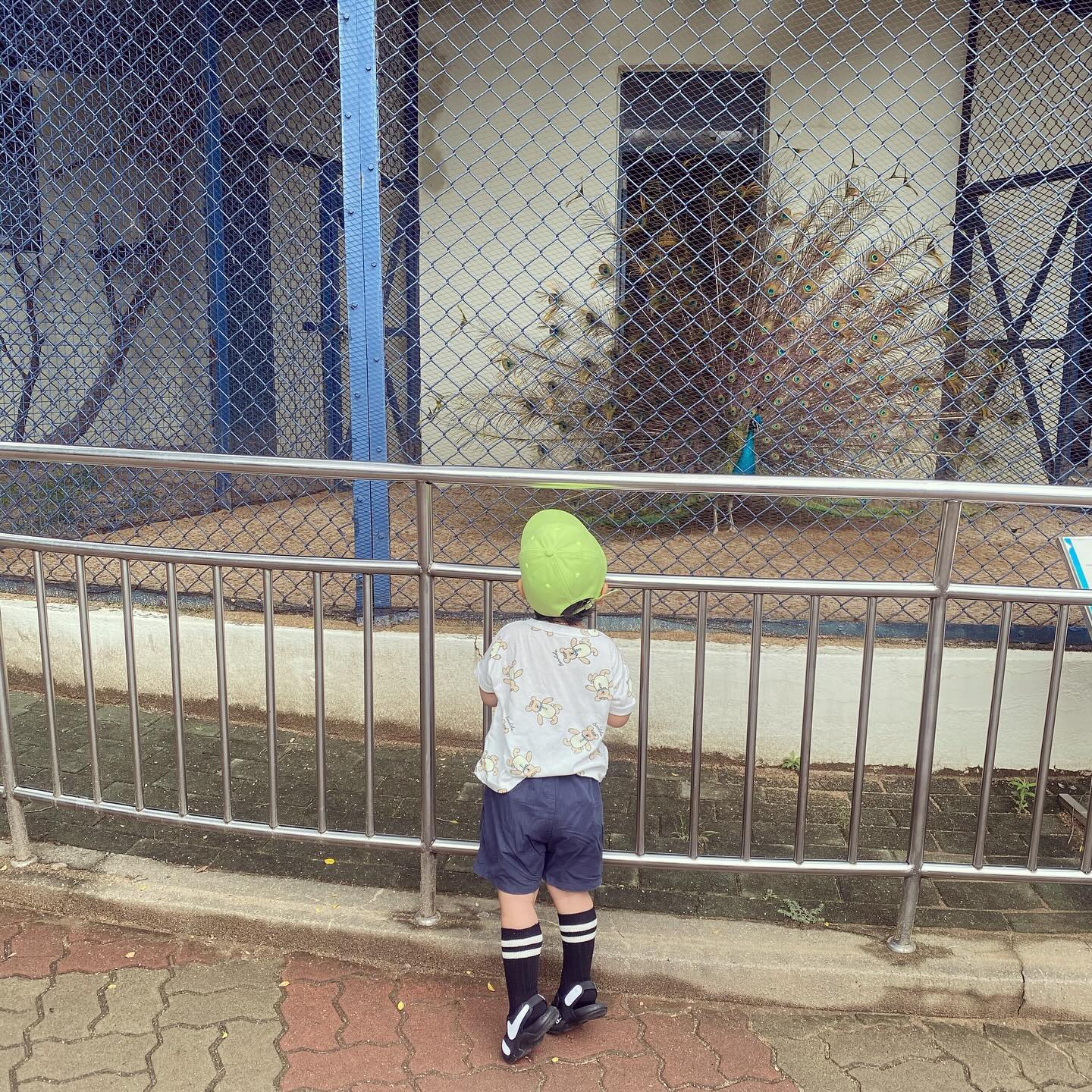 6월사진 이제 올리는거 시롸
어떡할껀데 이 귀찬음🫣
달성공원 동물 다 어디갔냐구요,, 너무 더워서
#애미애먹음
이와중에 비둘기잡겠다고 따라다니는거귀엽따.....ㅋㅋㅋㅋㅋㅋㅋㅋㅋㅋㅋㅋㅋㅋㅋㅋㅋㅋㅋㅋㅋㅋㅋㅋㅋㅋㅋㅋ
너무 더워 신세계로 피신🐠🐡