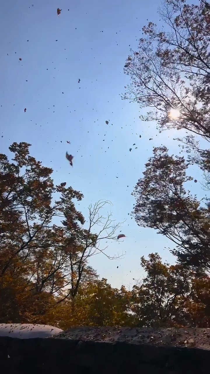 🍁

병원 진료 일정 끝내자 마자
단풍구경하러 남산공원으로 고고🍂

남산에 날다람쥐 뜬 줄 알았네요 ㅋㅋㅋ
쫓아가려다가 호흡곤란 올뻔😆

얼마만에 남산인지
아들 체험학습에 제가 다 힐링했어요 :)

담엔 케이블카 타고 올라가자🤪

.

#남산타워 #남산공원 #단풍명소 #남산데이트