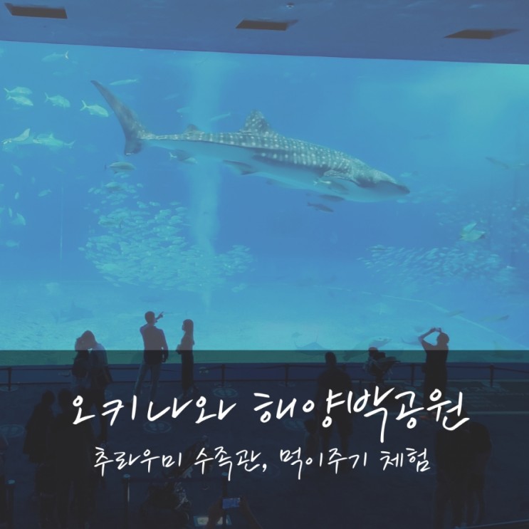 [아이와 오키나와 여행] 추라우미 수족관 입장료 및 해양박공원 체험(먹이주기, 오키짱쇼)