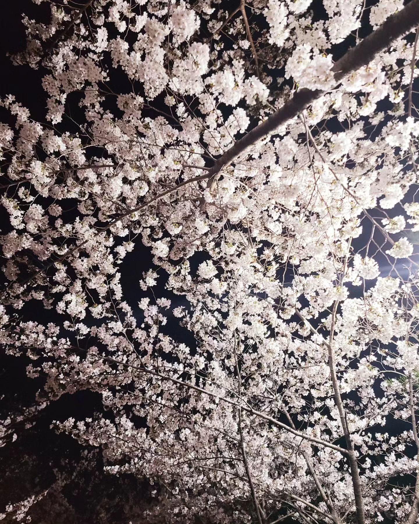 🌙🌸☀️🌸