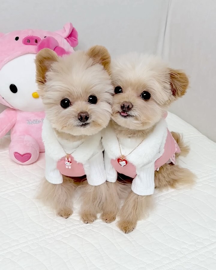 ⠀ 
찰싹쿵 쌍둥이 강아지 합체 🐾✨
근데 나대는 언니가 쪼오금 짜증나는 동생..😅

우리집 쌍둥개 러블리한 핑크룩 어때요? 🤍
하네스 대신 요 멜빵치마 입고 산책가면
동네 남성개들 헌팅 좀 들어올 듯, 후후 😌
열살까지 유지하던 모태솔로 좀 벗어나볼까 👀

/ 르네, 비바 🍼

🔖 쌍둥개핑크룩 bboette