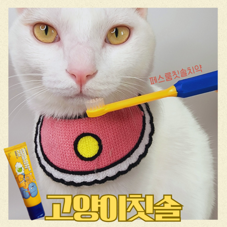 잇몸자극없는 초극세사모 고양이칫솔로 고양이구강관리하자