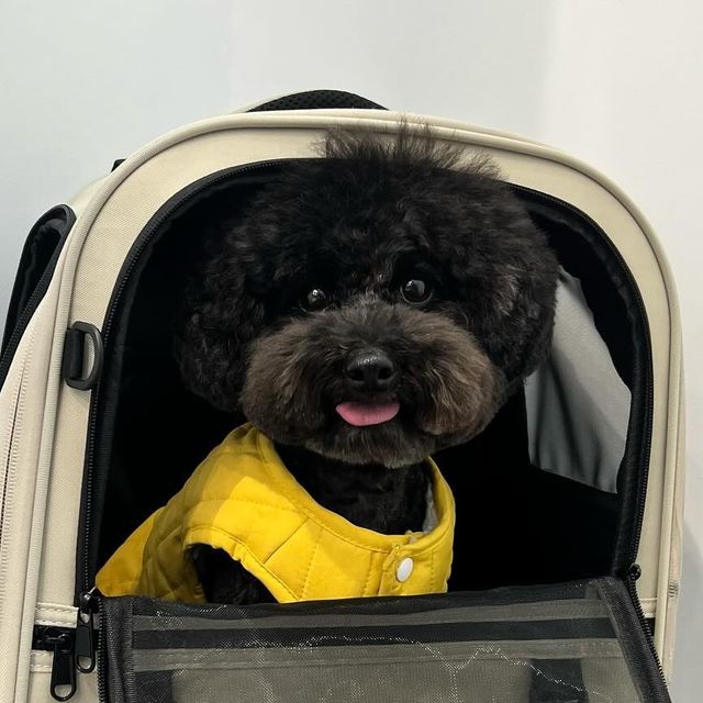  미 즈 ( M I Z ) on Instagram: "#광고
너무나 만족하며 사용하고 있는 인더코코 강아지 백팩!
인더코코 강아지 백팩은 강아지와 고양이가
함께 사용할 수 있는 이동용 백팩 가방이예요
-
먼저 가방 디자인이 그냥 내 가방으로 매고 다녀도 좋을 정도로 
깔끔하고 소재감도 탄탄해서 마음에 쏙 들었고
가방 옆쪽에도 수납할 수 있는 공간이 잘 나누어져 있어 
산책 물통, 배변 봉투, 목줄 & 리드줄, 칭찬 간식 등
다양한 외출 용품들을 챙기기에도 안성맞춤이예요
-
가방 크기도 생각했던 것보다 가방 사이즈가 넉넉해서
4KG 푸들 미즈가 사용해도 쏙 들어갈 수 있어요
-
다른 가방을 사용할 때는 움직임이 있으면
가방이 안정적이지 못해 서로 불편하고 힘들었는데 
인더코코 강아지백팩은 아이가 안쪽에 들어가서 
움직여도 안정감 있는 가방이라
메거나 들었을 때 처지지 않아 만족스러웠고
가방 안쪽에 안전고리도 있는 디테일이 너무나 좋았어요 
-
가방 오픈 하자마자 착석해주시는 미즈를 보고 있으니 흐뭇하네요
고민은 배송만 늦출 뿐! 인더코코 강아지 고양이 백팩 추천해요 🖤
-
#인더코코 @inthe_coco_official 
#반려동물백팩 #강아지백팩#고양이백팩
#강아지가방#고양이이동장#고양이가방#애견가방"