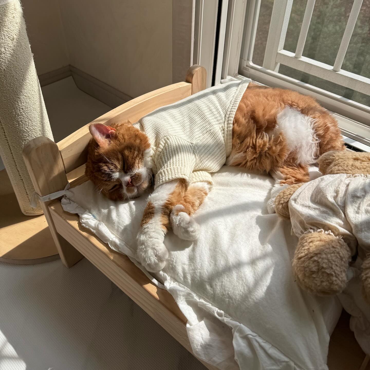 주말은 고양이들과 힐링❤️

여유로운 시간이었당😻

#고양이일상 #힐링타임 #주말일상 #고양이그램 #냥스타