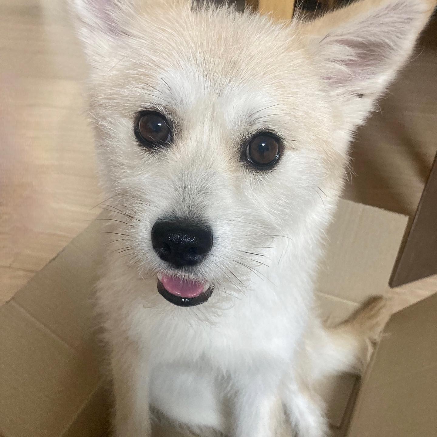인절미 배달 왔어요~~🔔