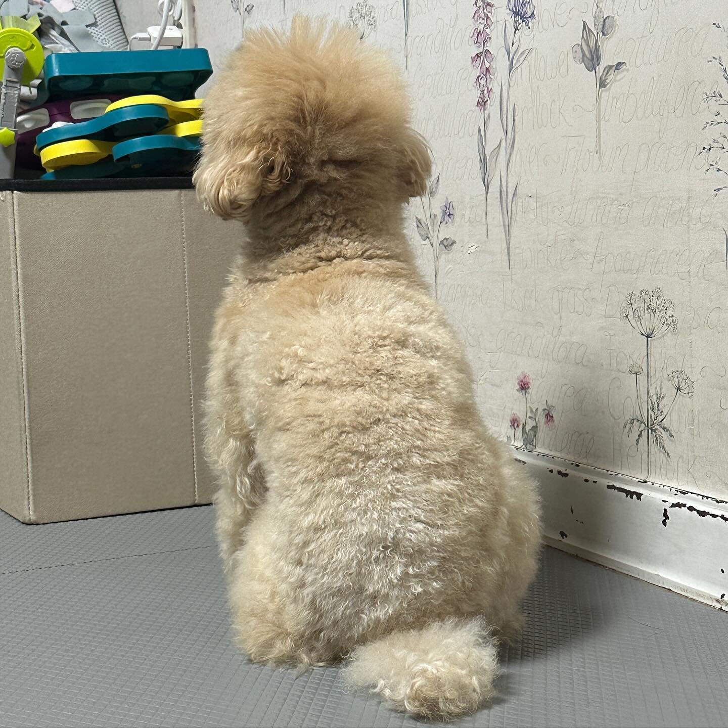 네.. 맞아요 토리 1키로가까이 쪘어요🐽 곧 5키로에요….
그래도.. 행복하면…되따…..🤦🏻‍♀️