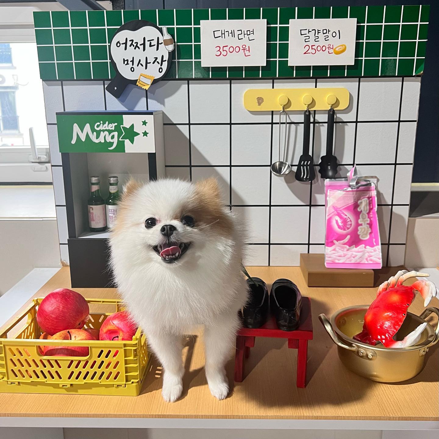 ⠀
오늘은 지아가 요즘 자주간다는 몽몽에 나두 같이가봤다😆 
애견카페만가면 꼬리내리고 도망다니기 바쁜 난데 오늘은 기분도좋고 세상 재밌게 놀아버렸다
귀여운 포토존까지..👍🏻
마지막은 지아맘을 기다리는 귀여운 투샷❤️