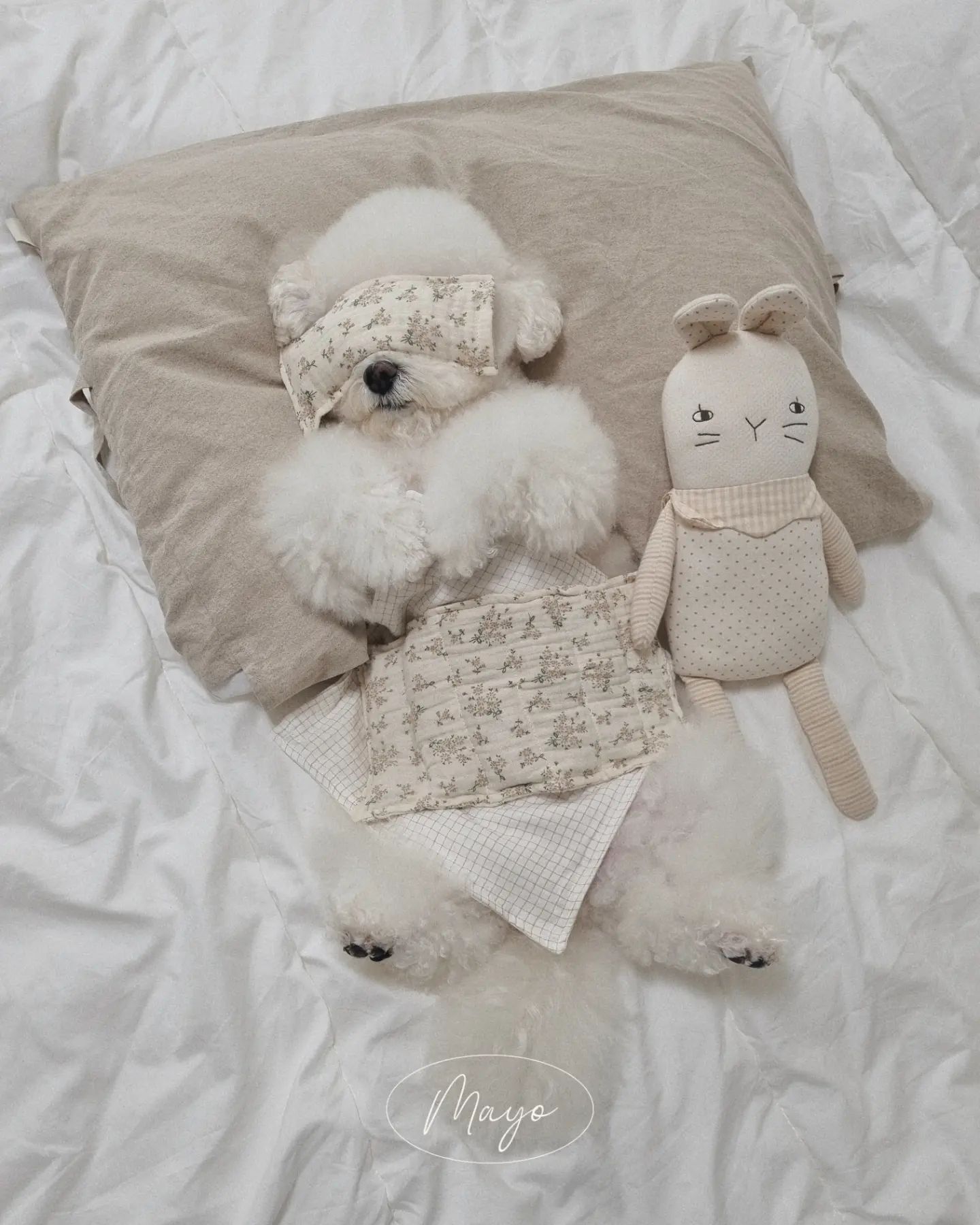 겨울철 추운 날씨로 인하여 댕댕이들 근육이
경직되어 있잖아요😢
영하 날씨에 산책하고 발닦고 간식 먹고
자기 전에 따뜻하게 찜질팩 해주면
코 드르렁 골면서 꿀잠 주무시더라고요

배 따뜻하게 해주면 소화도 더 잘되고
사람이든 강아지든 체온이 1도만 올라가도
면역력이 더 높아진다고 하잖아요.
릴렉스 되서 뉴에이지 비지엠도 깔아주면 하루 스트레스는 바이바이
저도 같이 쓸 수 있어서 더 좋아요!
저온 화상 방지를 위해 거즈 수건 먼저 깔고 찜질팩 올리니 더 좋네요!

눈찜질팩은 눈에서 분비물이 나올수있어서
커버분리가 되는 부분이 좋았어요.
눈찜질은 안구건조증이나 안과질환이 있는 친구들에게 좋은데
저도 안구건조증이 있어서 같이 눈찜질하고 누워있으니 좋더라고요 ㅎㅎ

유기농 팥과 유기농 현미를 사용하여
강아지에게도 사람에게도 더욱 안심하고 사용할 수 있답니다

🏷강아지찜질팩 : 도기앤미 doggienme_
#제품협찬 #모델비로제품제공 ㅋㅋㅋㅋㅋ
#강아지찜질팩 #찜질팩 #눈찜질 #곡물찜질팩