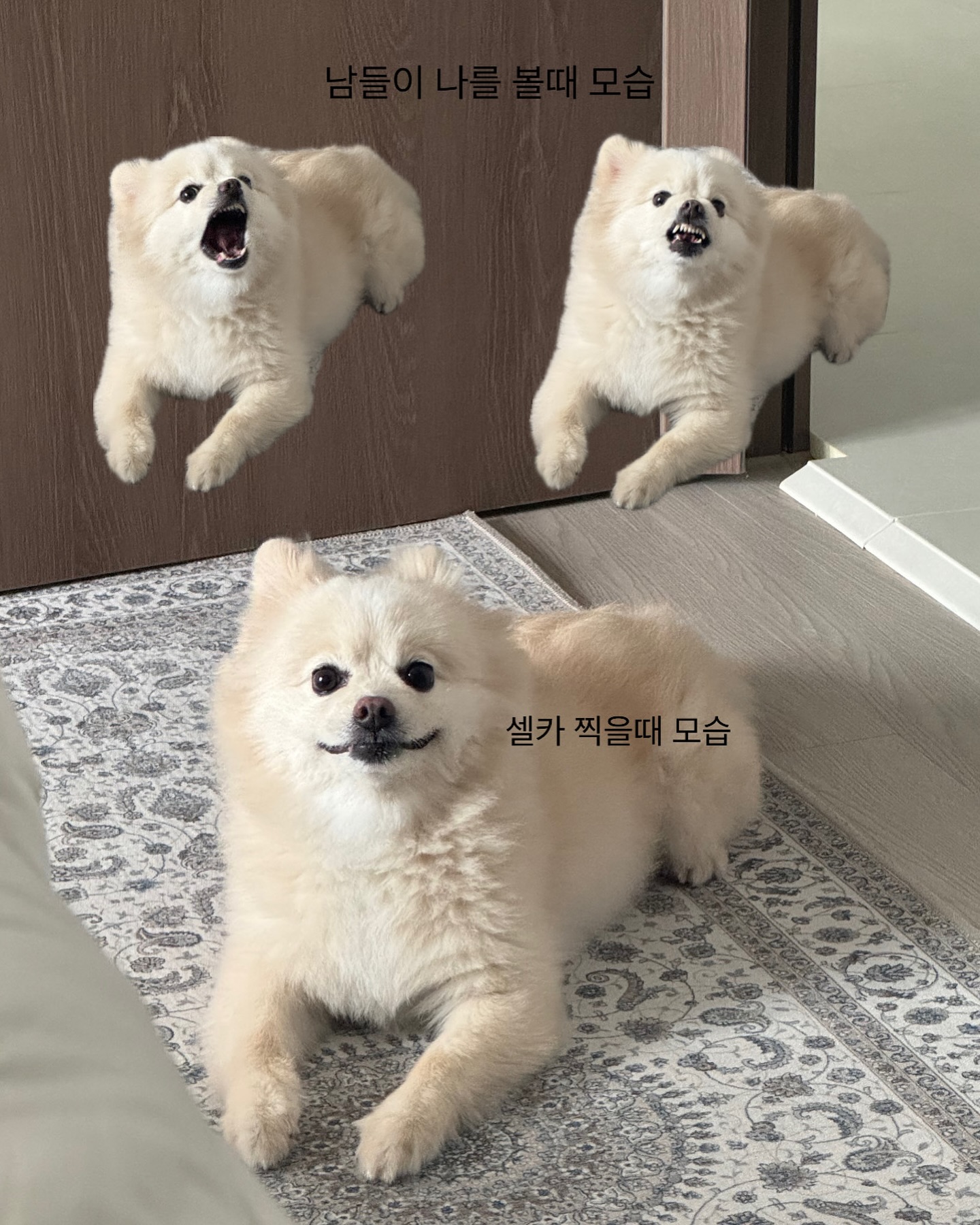 저랬는데 요래대씀둥 🐻‍❄️