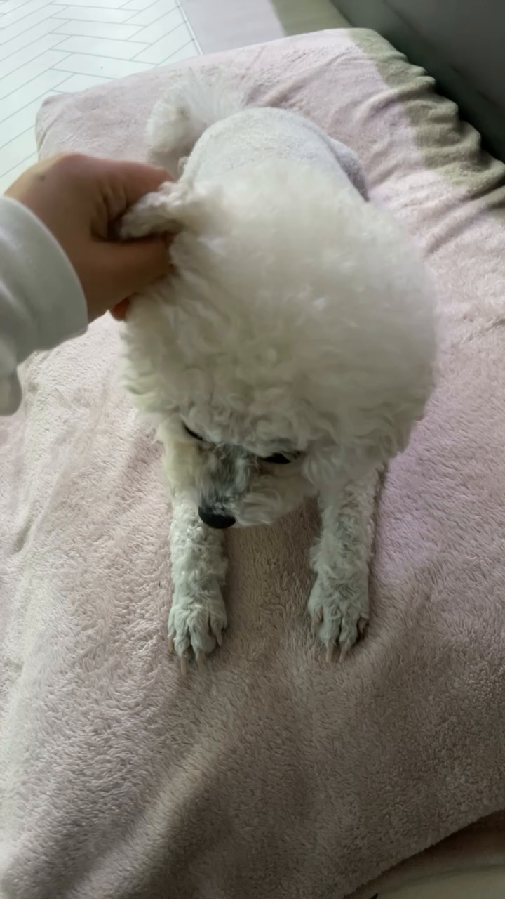 왤케 순하지..?
간식먹을 땐 사자임..