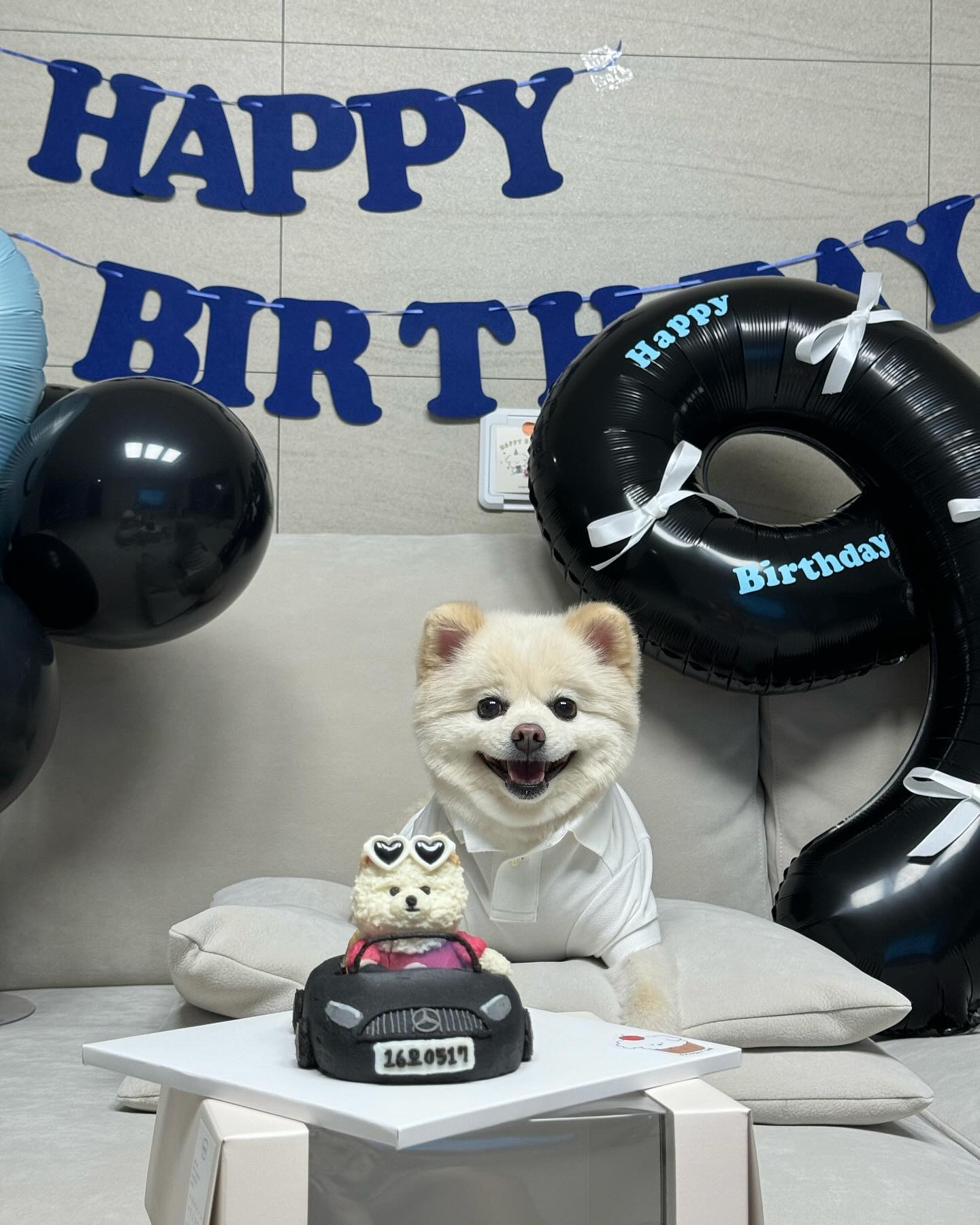 9번째 모찌 생일을 축하해주세요 🐻‍❄️🎂🤍🩶🖤