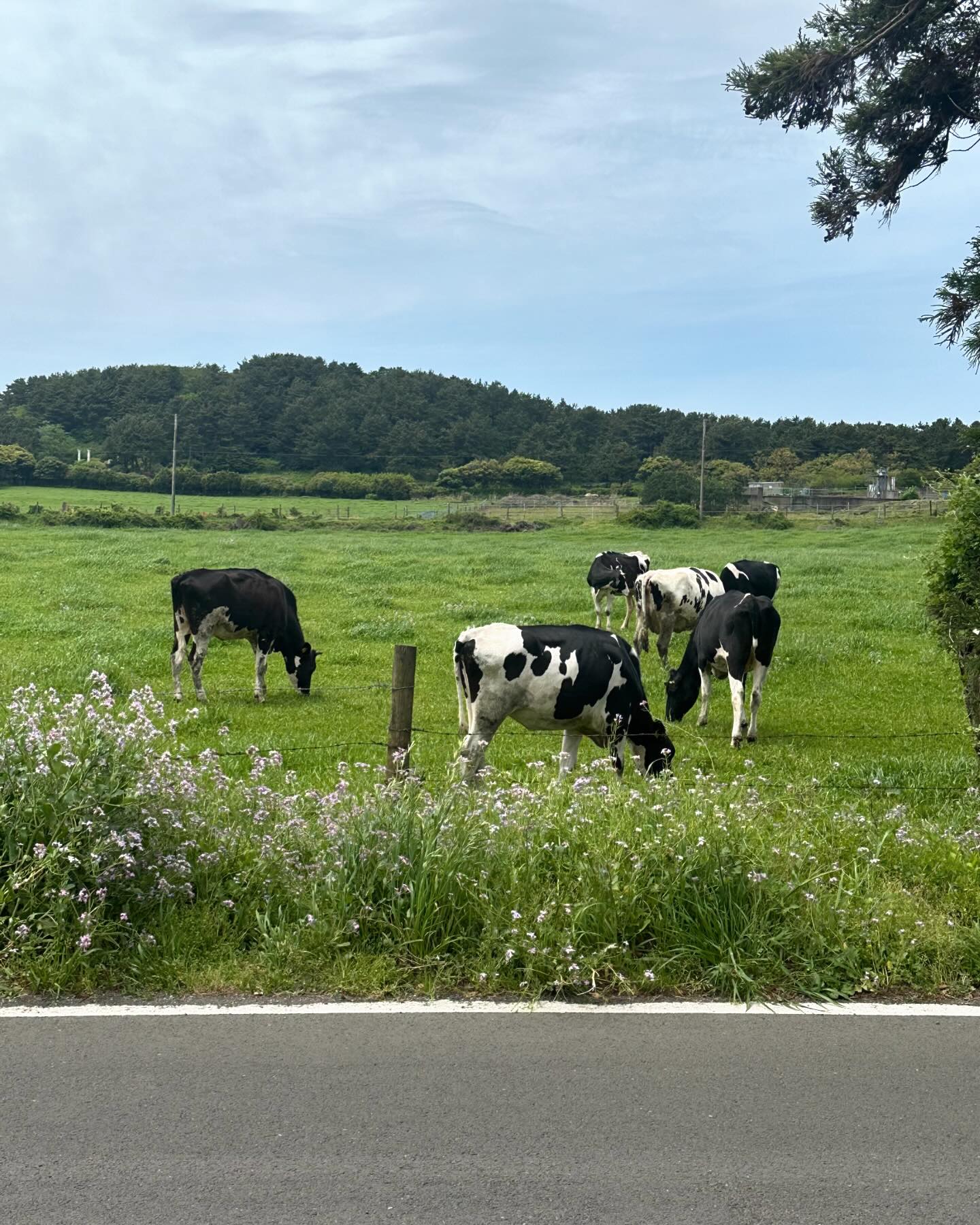 제주에 사는게 참 감사한 계절. 이 무보정 제주 너무 좋아 ! 🐮