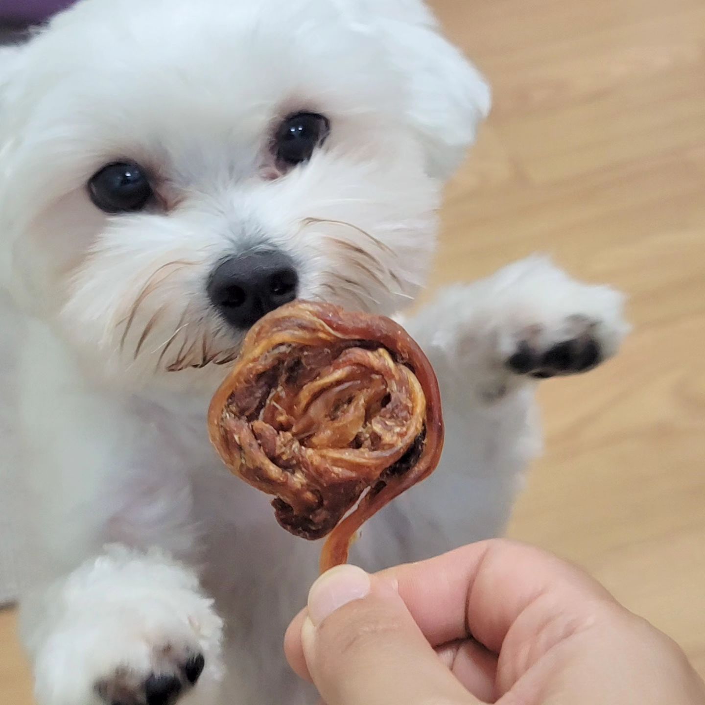 이 터키츄 강추강추

#페스룸터키츄 에요. 허니터키츄인가 그렇습니다.
봉투를 열어 냄새를 맡으면
강아지터키츄 특유의 그런냄새가 안나고
정말 저도 먹고 싶을정도의 맛있는 냄새가나요.
애오는 터키츄도 자기취향이 아니면 안 먹는데
이 제품은 정말정말정말 강추입니다.
특히 집에 오래 있는 강아지나,
강아지와 놀아줄 시간이 없을때 저는 애용해요.

#블로그협찬 으로 받은 제품이라
인스타 업로드 의무 없는데
개인적으로 너무 마음에 들어서 소개해요❤️

#오래먹는간식#페스룸#페스룸터키츄
#터키츄추천