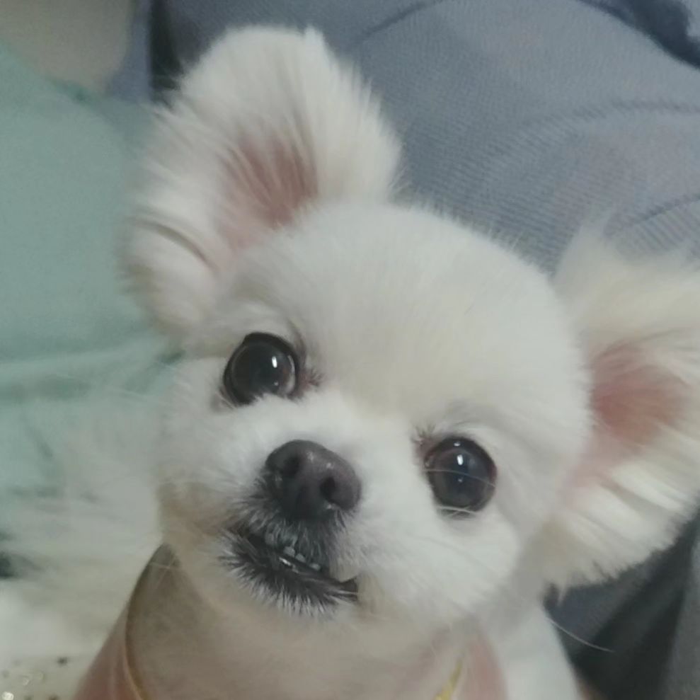 난 다미가 너무 그립고
모니는...
솔직히 잘 모르겠다..
다미를 기억하는지...
기억하겠지..
둘의 샷은 인제 영원히 볼수없겠지
너무나 #그립다 ...
이런 취했나보다...
오늘은 그만 마셔야겠다...
우리 다미 어디선가 보고있겠지...
제발 그랬음 좋겠다..
엄마가 을마나 우리 #첫째 나의 #첫사랑 그리워하는지...
너희와 만날수 있었던
이번생애 너무 #감사합니다
다미모니 아니였음 몰랐던 이 감정
배울수있게 되어 감사합니다