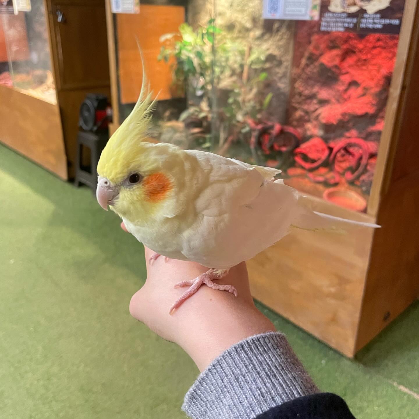 🐤🦎🐹