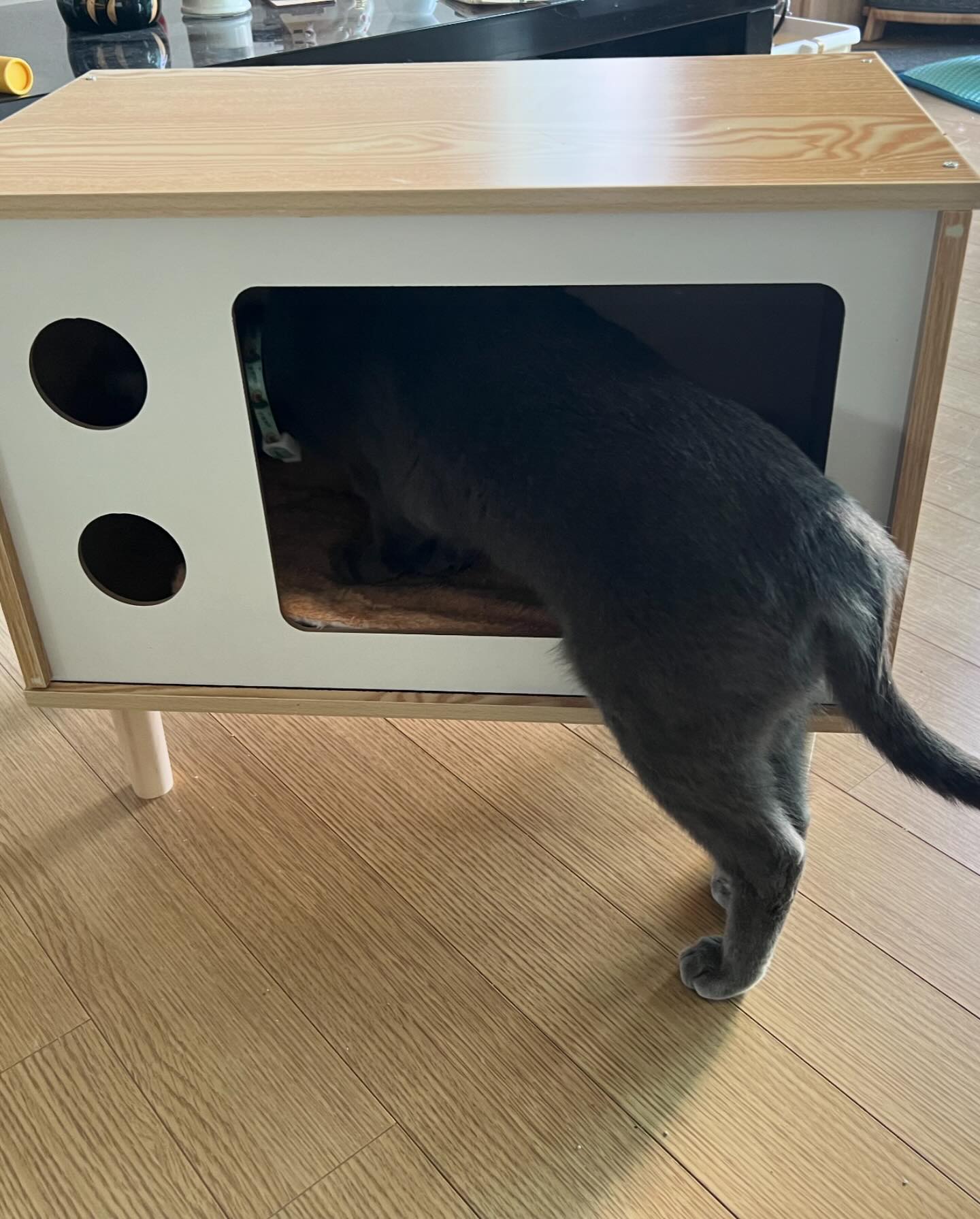 허깅펫츠 댕이와냥이 고양이 하우스 테이블

#허깅펫츠 #냥이가좋아 #러블 #러시안블루 #고양이 #猫 #ねこ #cat

hugging_pets1
