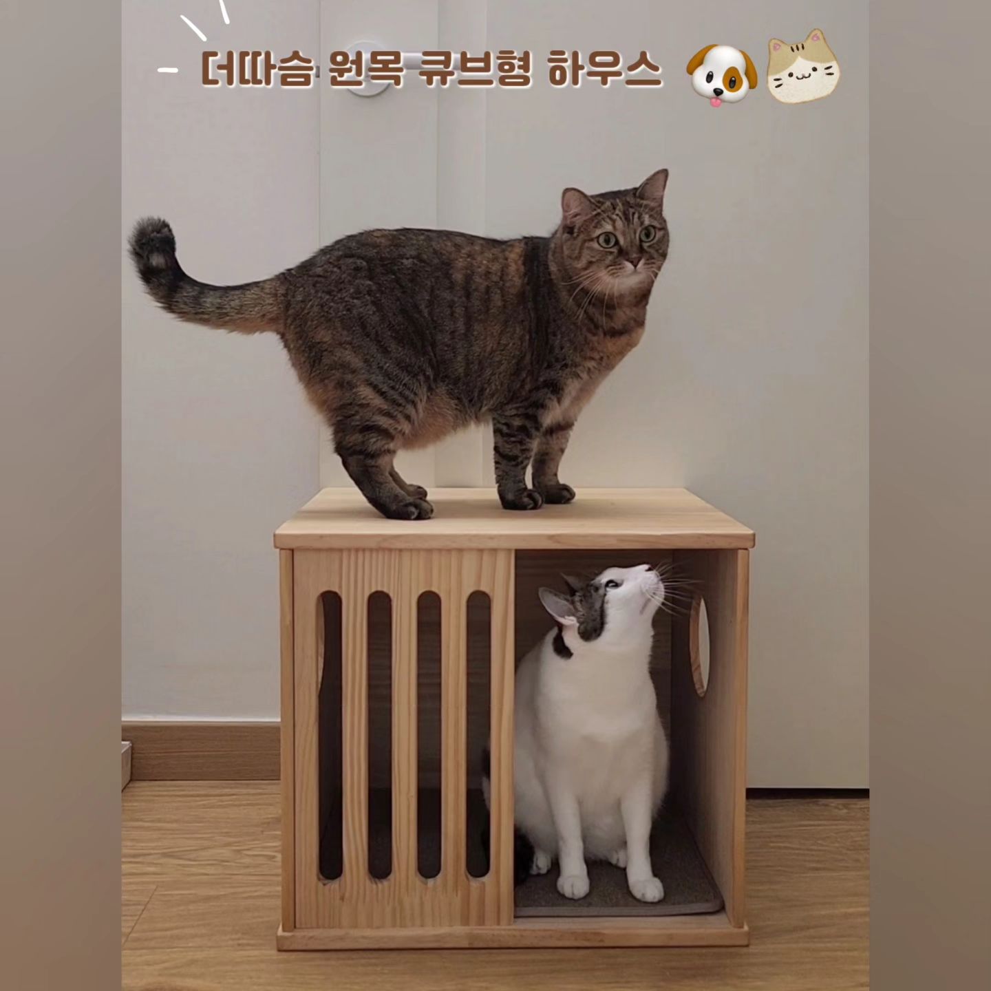 #협찬#제품제공

☆더따슴 원목 펫 하우스(큐브형)!! 🤗🤗
.
국내제작 SEO등급의 뉴질랜드 소나무 원목 펫 하우스 ✔️
세탁 가능한 카펫 원단 스크래쳐가 기본 구성에 포함 ✔️
공간 활용도가 높은 큐브형 사이드 테이블 구조 ✔️
위 아래 모두 사용할 수 있어서 활용도 UP ✔️
내아이에게 맞는 대, 소 사이즈 선택 가능 ✔️
어느 공간에나 잘 어울리는 깔끔한 디자인 ✔️
트랜드한 원목 간살창 무늬로 멋스러운 디자인 ✔️
.

택배상자만 열면 후다닥 뛰어와서 상자안에 들어가는 냥이들~

이런 이유로 택배가 오면 상자를 바로 못 버리고 놀게 뒀다가 버리게 되는데..

찝찝한 택배 상자는 이제 그만!! 🚫🚫

튼튼하고 활용도 좋은~
더따슴 원목 큐브형 하우스 하나로 멋스러운 공간 완성!! 🤗🤗
.
.
#고양이숨숨집 #고양이하우스 #강아지하우스 #고양이집 #강아지집 #강아지집추천 #더따슴 #더따슴고양이집 #더따슴강아지집 #펫하우스 #숨숨집 #큐브형숨숨집#더따슴숨숨집 #더따슴고양이숨숨집 #더따슴하우스