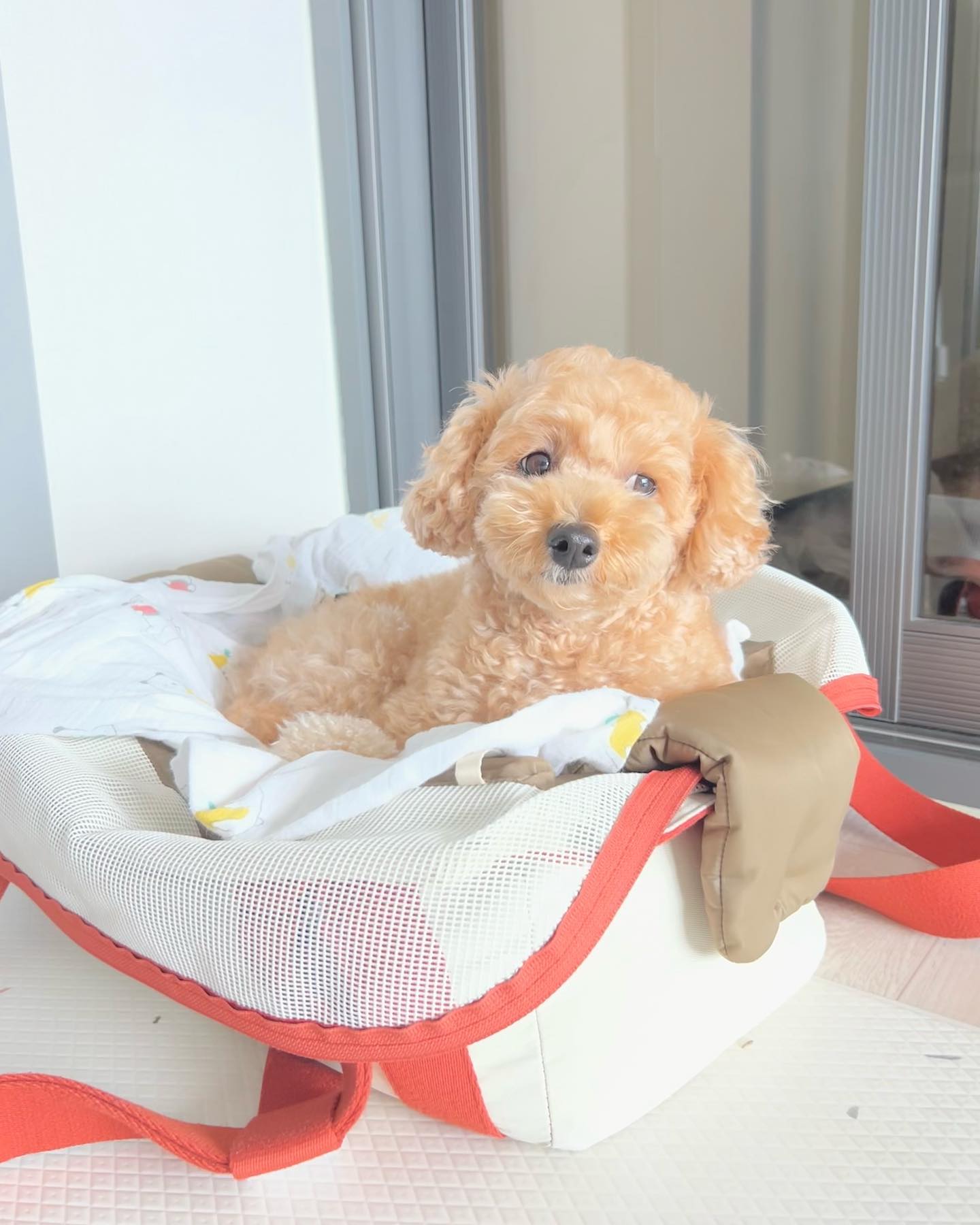 음 오늘은 집에서 쉬고 싶은걸🐶

#강아지일상 #휴무 #일상 #푸들은사랑입니다 #daily