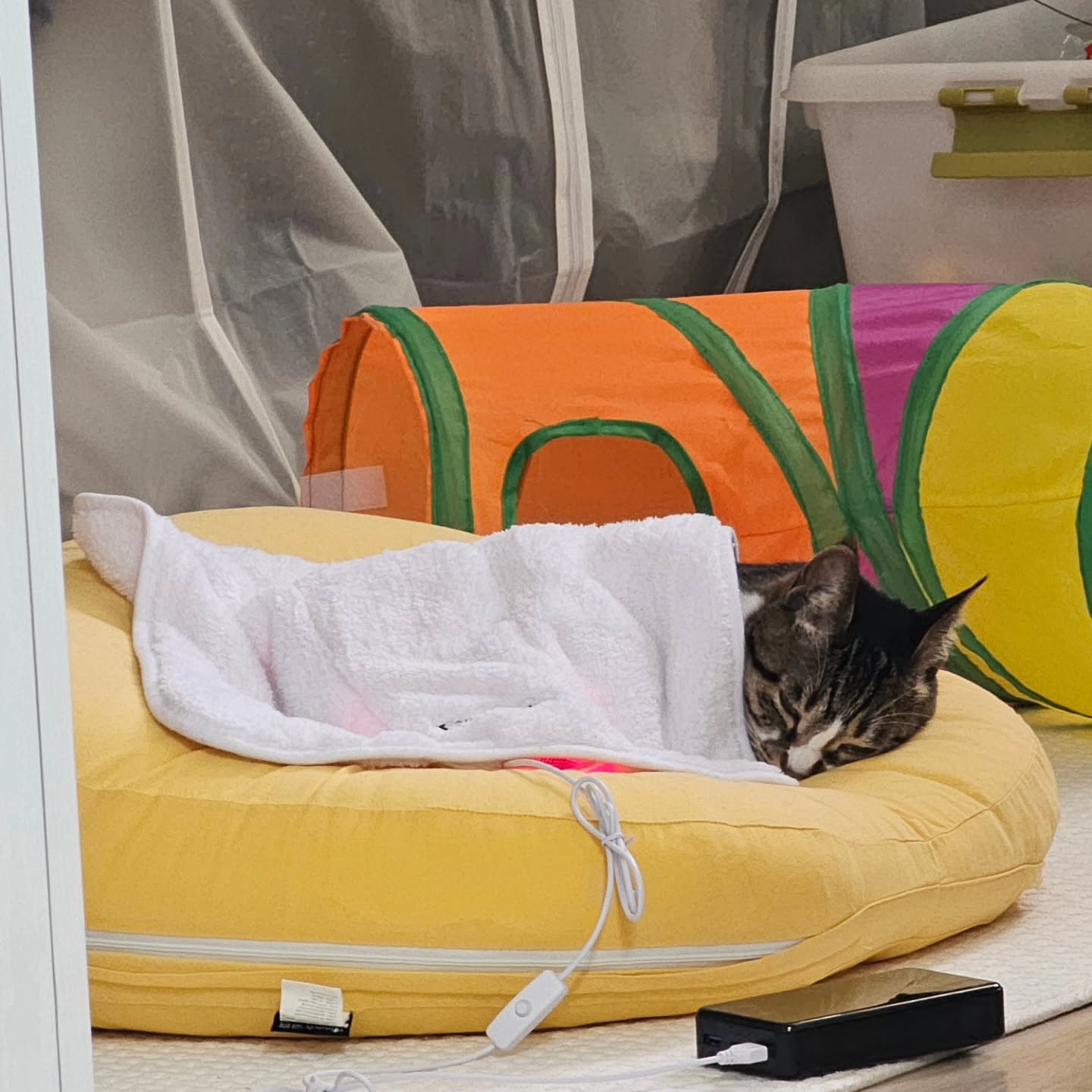 혼자서도 잘해요 #관절관리 #펫큐어레이