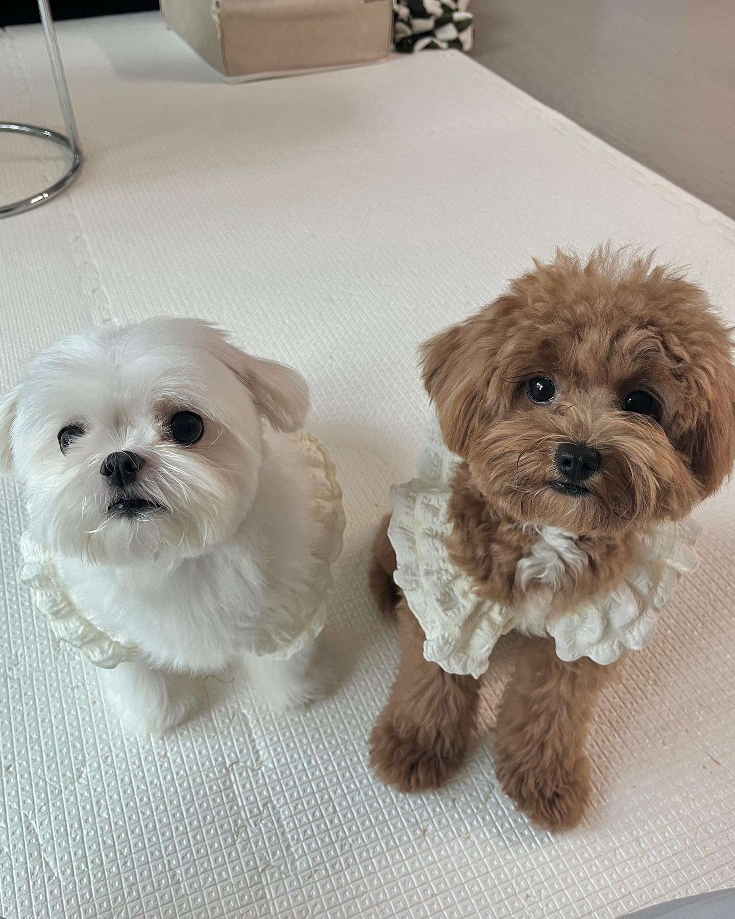 🐾
망고쩨리 첫커플룩 너~무 귀여워어 .......
⠀⠀⠀⠀⠀⠀⠀⠀⠀⠀⠀⠀⠀⠀⠀⠀
