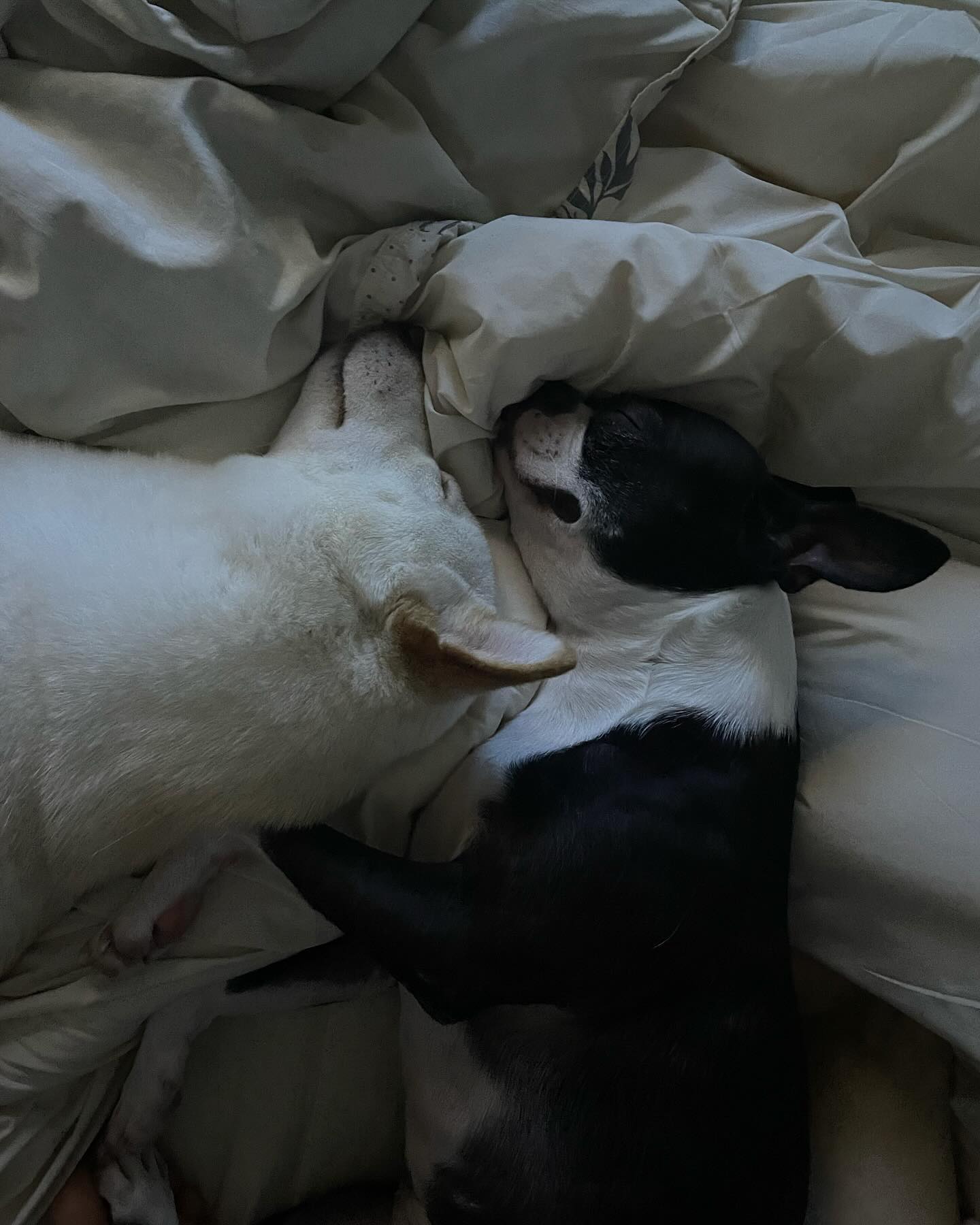 오랜만에❤️
여러분 굳나잇🌙
#코코#우유#보스턴테리어#마메시바#2023#12월#goodnight#bostonterrierlove#shibainu