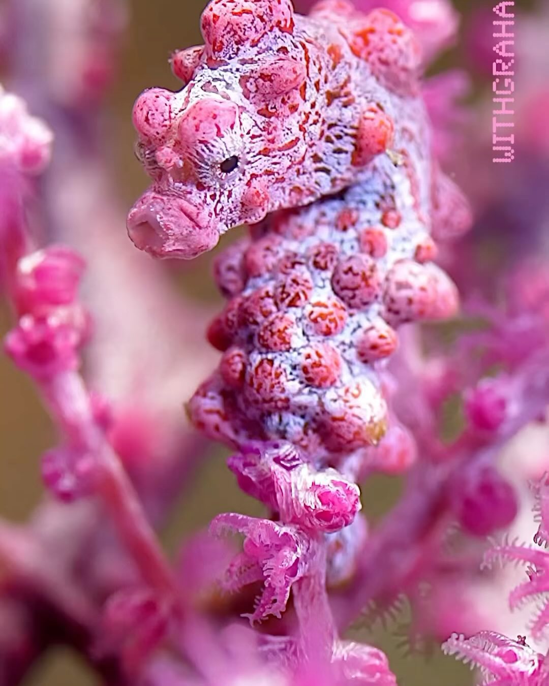 Sea creatures are prettier in pink 🩷
1- The Pygmy Seahorse
🎥 withgraham
2- Baby Candy crab 🍭 
🎥 undersea_gameqmi