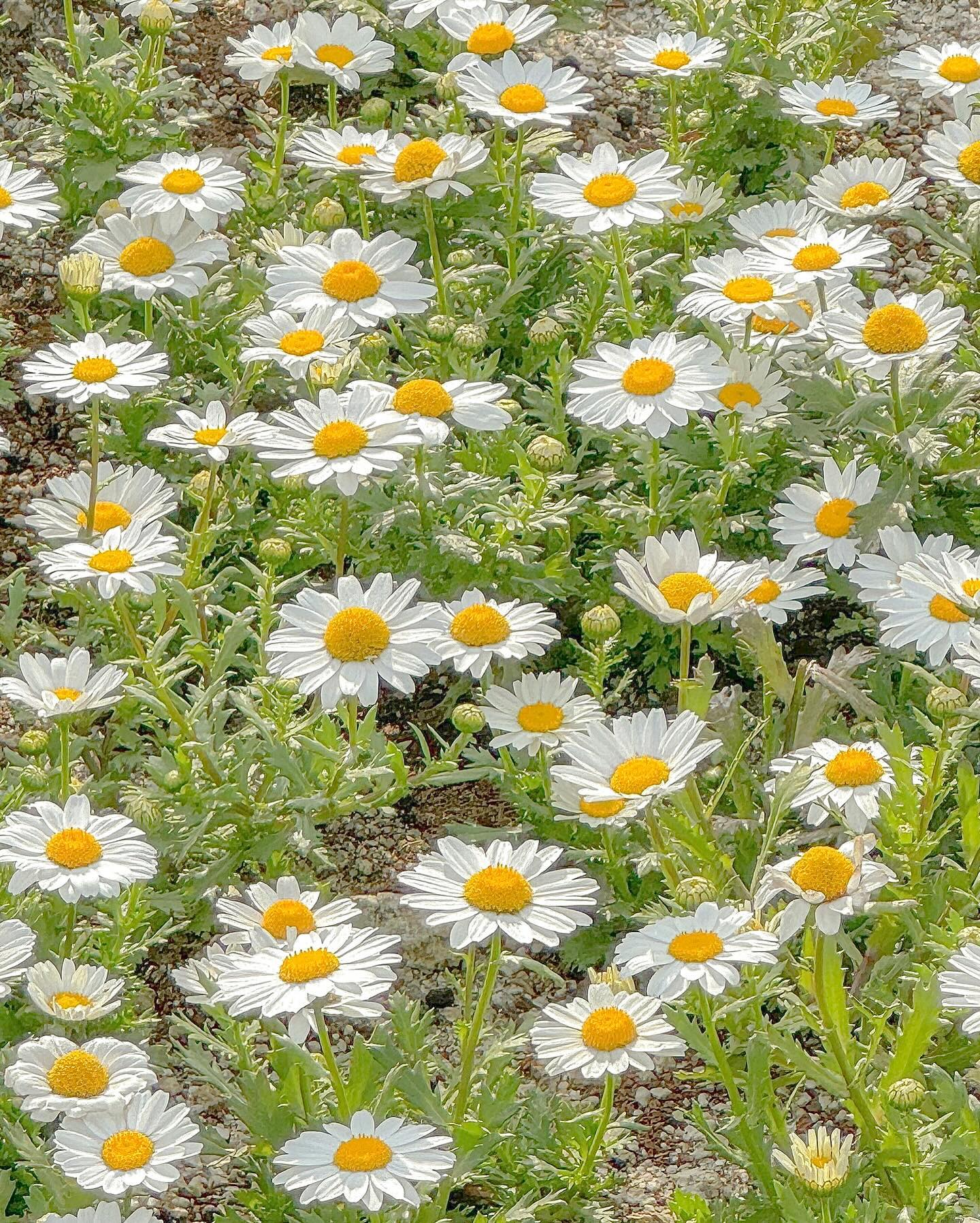 ✨ 내가 제일 좋아하는 연두색의 계절 🌿
그 속에 내가 제일 좋아하는 너희들이 함께 있다. 💚
⠀⠀⠀⠀⠀⠀⠀⠀⠀⠀⠀⠀⠀⠀⠀⠀
1년 후 보면 또 아쉬울 지금의 모습을 부지런히 기록해야지,
⠀⠀⠀⠀⠀⠀⠀⠀⠀⠀⠀⠀⠀⠀⠀⠀
⠀⠀⠀⠀⠀⠀⠀⠀⠀⠀⠀⠀⠀⠀⠀⠀

⠀⠀⠀⠀⠀⠀⠀⠀⠀⠀⠀⠀⠀⠀⠀⠀
⠀⠀⠀⠀⠀⠀⠀⠀⠀⠀⠀⠀⠀⠀⠀⠀
⠀⠀⠀⠀⠀⠀⠀⠀⠀⠀⠀⠀⠀⠀⠀⠀
/
#주말일상
#연두색의계절 
#순천만국가정원