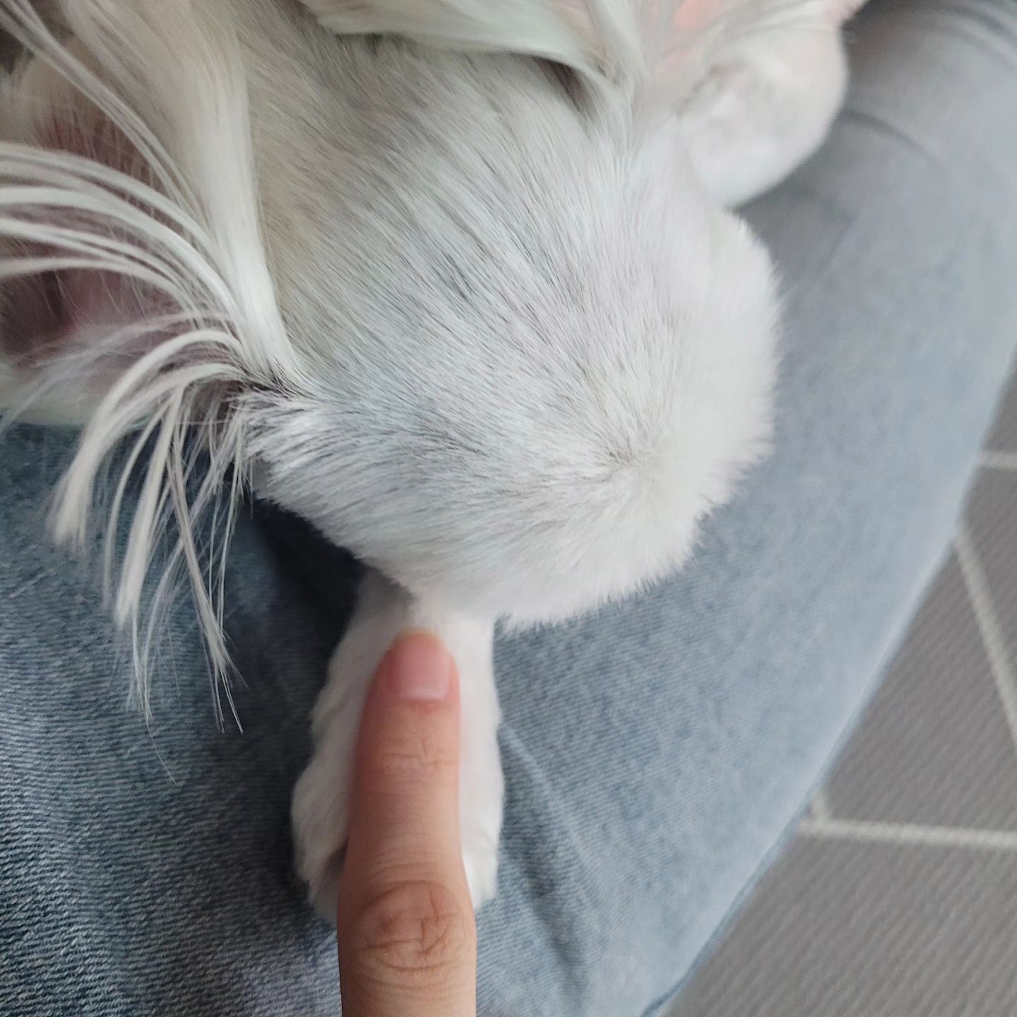 손깍지 대신 손가락깍지...♡

#말티즈 #댕스타그램 #강아지 #말티푸 #반려견