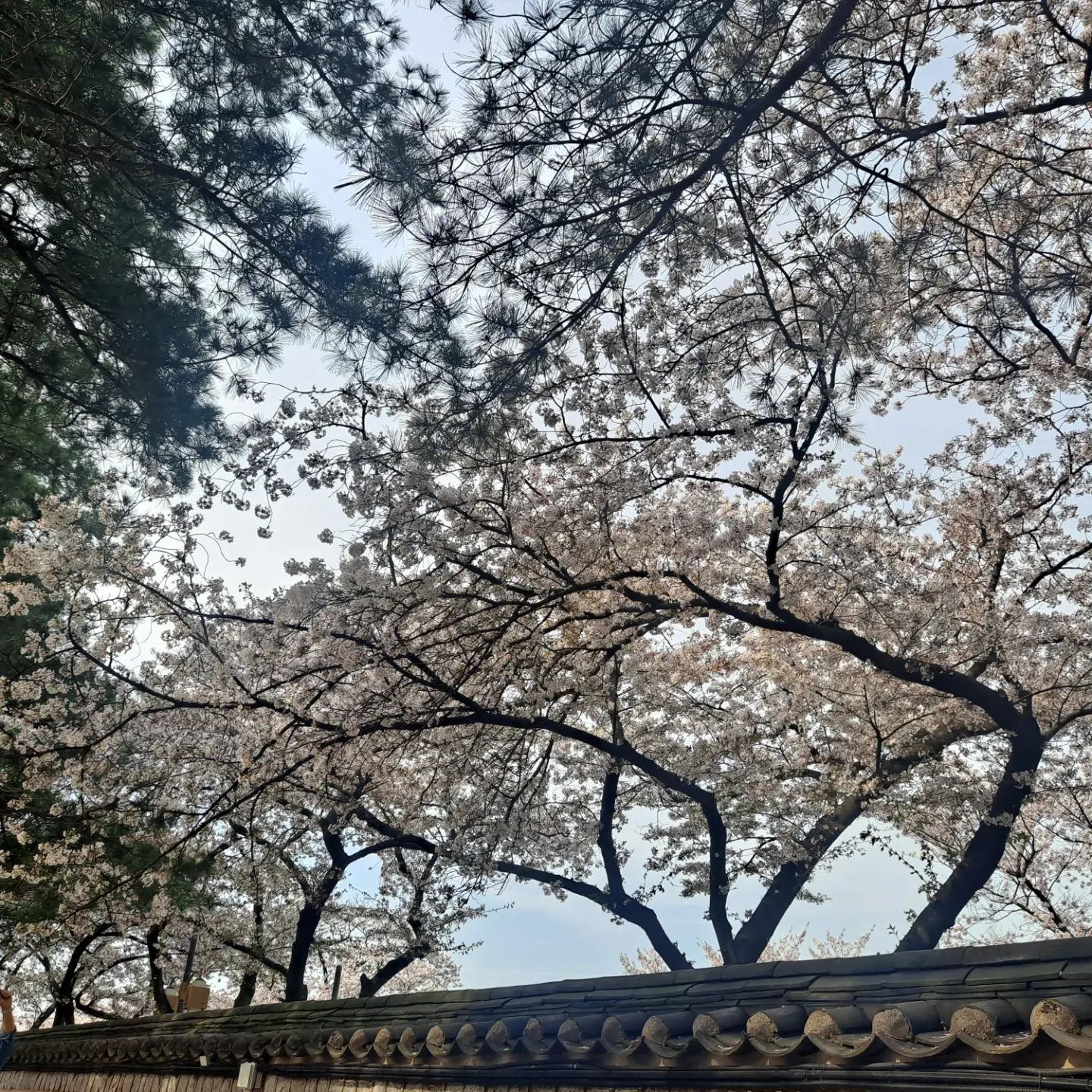 4월 초에 갔던 경주 넘 이뻤다
수학여행 갔을때 몰랐던 경주의 이쁜 풍경
벚꽃 넘 이쁘다ㅠㅠ
#경주벚꽃 #경주여행 #대릉원 #동궁과월지 #럽스타그램❤️ #남친이랑데이트❤️