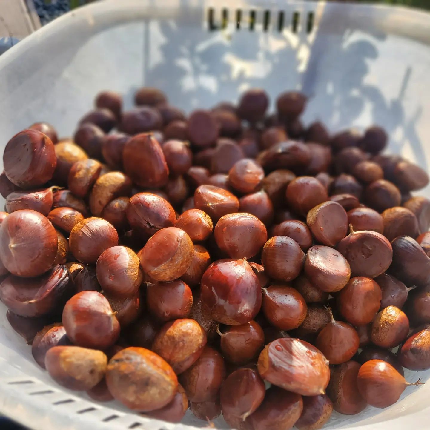 #수확 #굿모닝 일어나서
산에 떨어진 #알밤 수확
#밤송이 에 찔리면서도 줍는
#일상 #득템 

#가을 이 주는 #간식 ^^
#잘먹었습니다 
#찐밤 #깐밤 다 맛있당