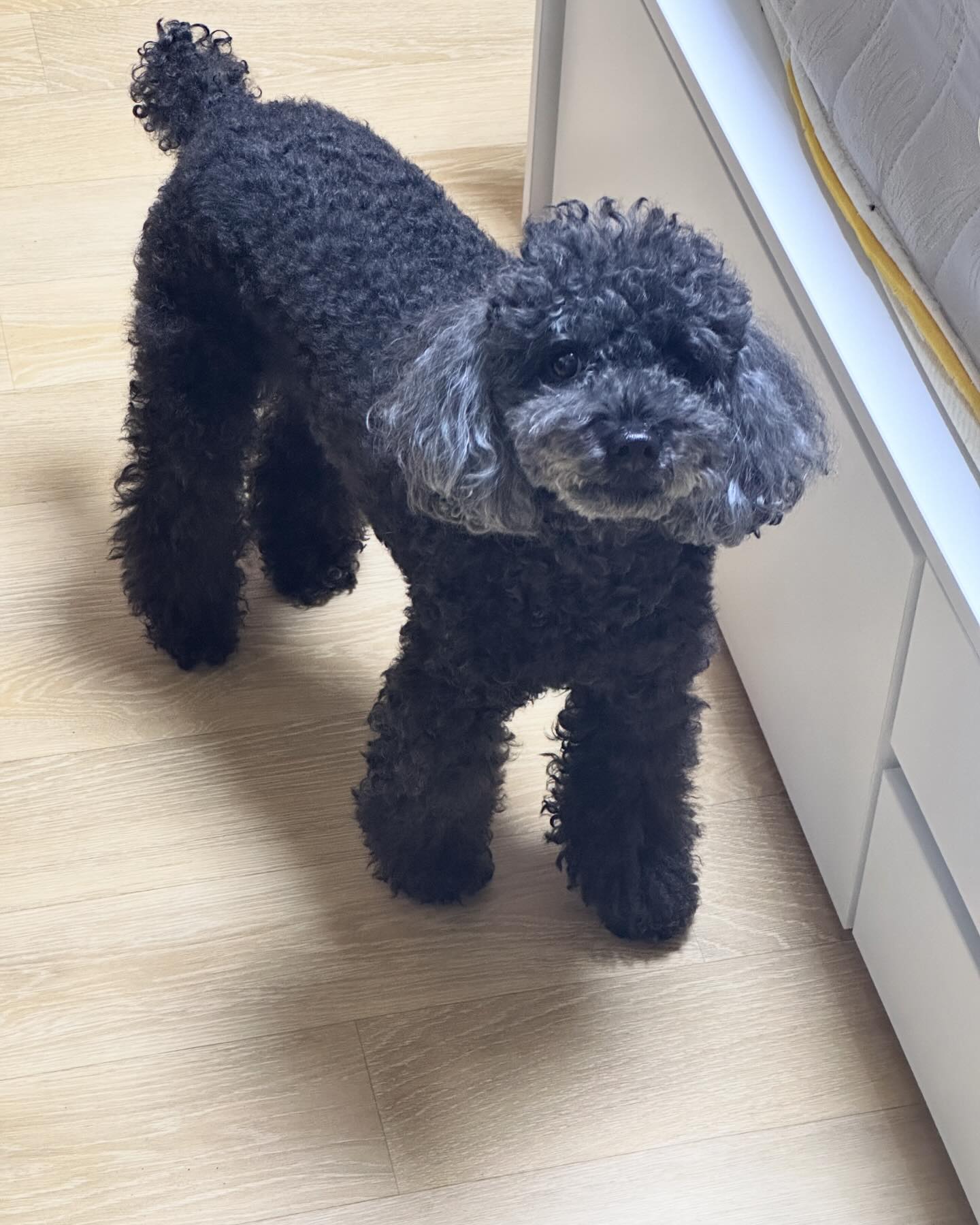 인형인척 #강아지모델 #사랑스러워