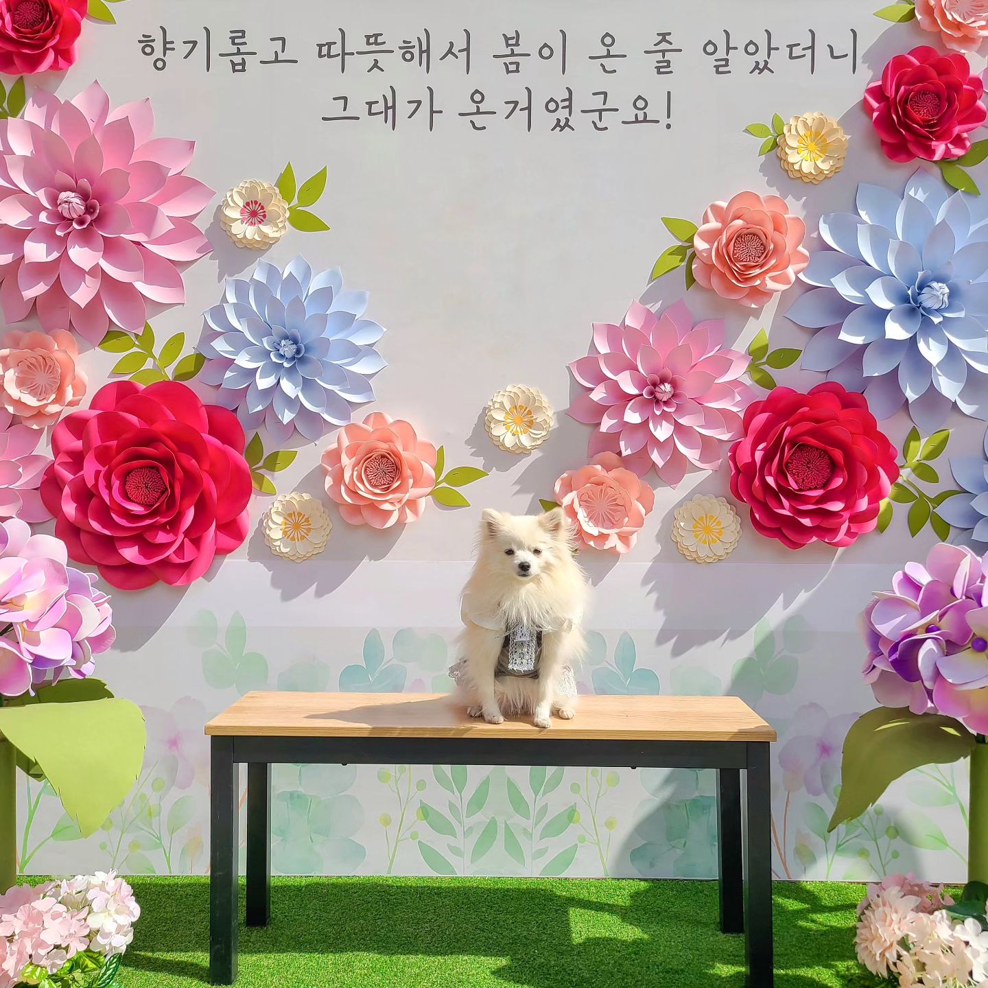 #🙋‍♂️❤️🙋‍♀️❤️🐶 
향기롭고 따뜻해서
봄이 온 줄 알았더니
찐빵이가 온거였구나!!

행복한 찐빵이네 가족🌸

-
#봄봄봄 #날씨최고 #동네나들이 #오산완