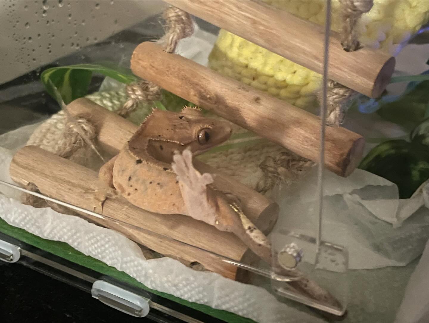 잘 살아보쟈🦎🤍🍀