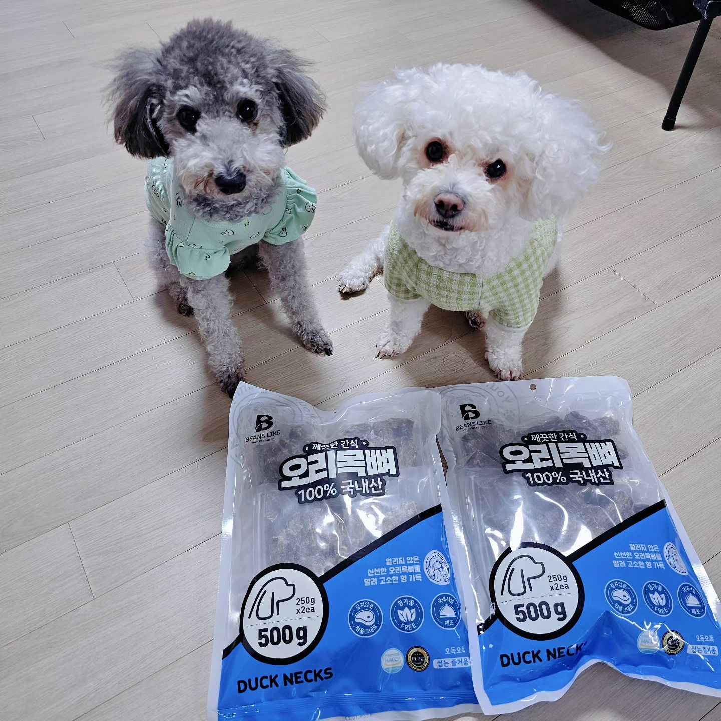 #협찬
배추와 무촐랑씨가 씹고싶을때
꼭 먹는 #오리목뼈
⠀
두팩으로 소분되어있어서
눅눅함없이 바삭바삭하게
먹을 수 있어 기호도 굿!!
⠀
빈즈라이크 깨끗한오리목뼈는
국내산원료를 사용해 국내에서
직접 제조하기 때문에 믿고 먹여요♡
⠀
스마트스토어, 쿠팡, 이마트에서
구매할 수 있어요~~!
beanslike_official
#댕댕이 #멍스타그램 #강아지간식 #강아지간식추천 #건조간식 #애견간식 #애견간식추천 #반려견간식 #반려견간식추천 #국내제조 #오리목뼈 #휴먼그레이드 #첨가물free #빈즈라이크 #다온피앤에프 #팻푸드 #깨끗한간식 #대형견간식 #강아지오래먹는간식 #개간식