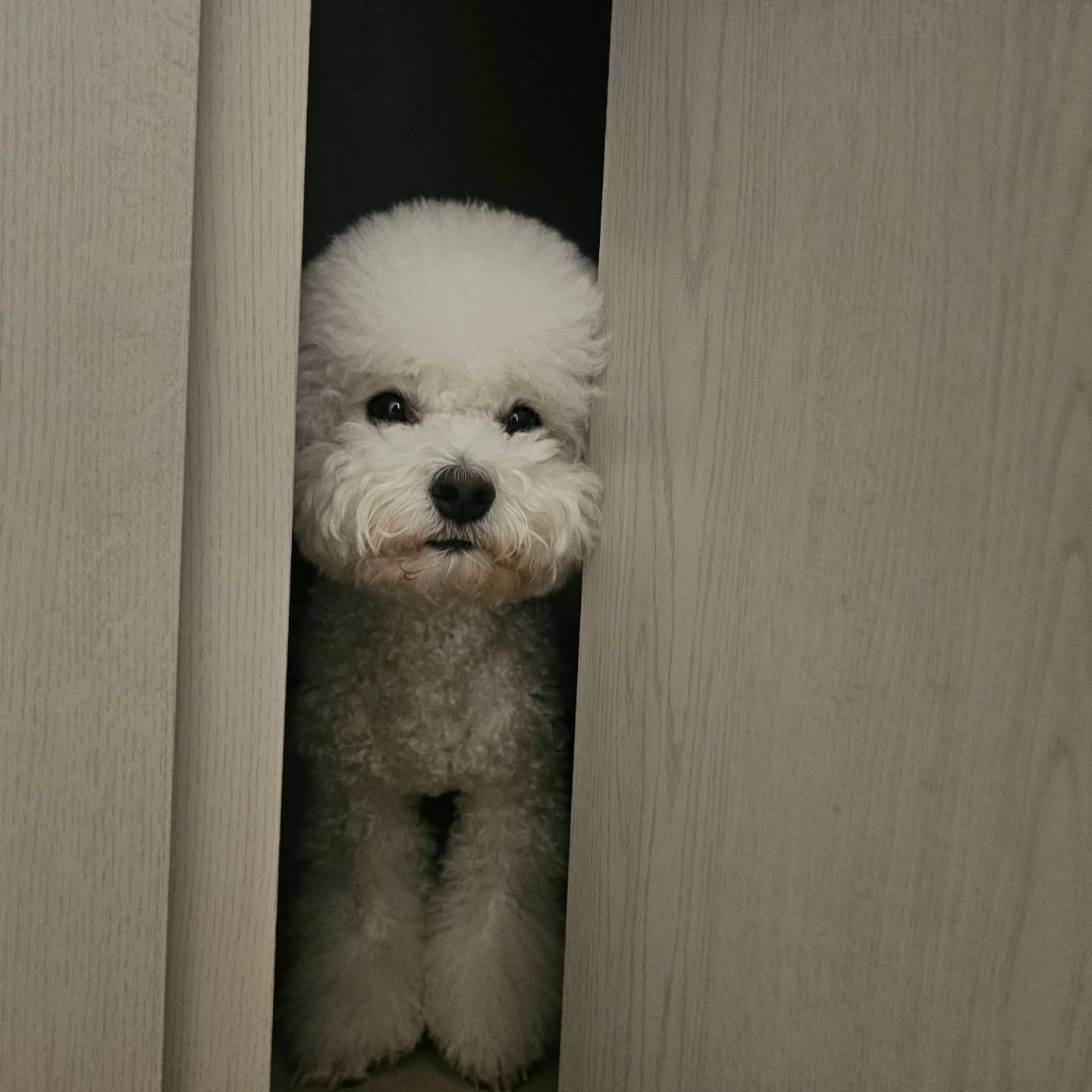 빼꼼🫣

방에 몰래 숨어서 엄마 훔쳐보다가
강렬한 내 눈빛에 들켜버려따🙄

나 귀여운건 맞는데
꼭 그렇게 사진을 찍어야하는거야?😥😥😥
.
.
.
.
#정열적인사진작가 #춘봉이앞에서무릎을꿇다 #다들이런거맞죠 #이렇게찍어야잘나오고듄요 #12월도화이팅이에욥