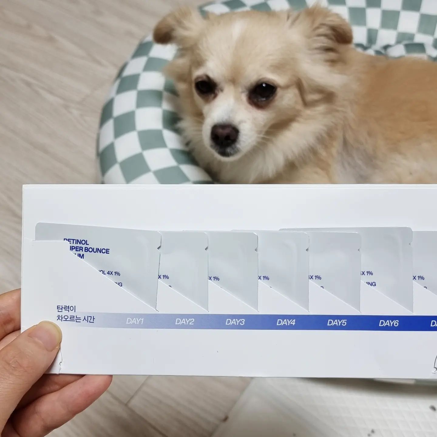 엄마 회춘 좀 하자 #간식아님#개보리
개보리처럼 만년 8살이고 싶어라🫠
#개보리의나이를묻지마세요 

#아이오페#레티놀슈퍼바운스세럼#제품제공