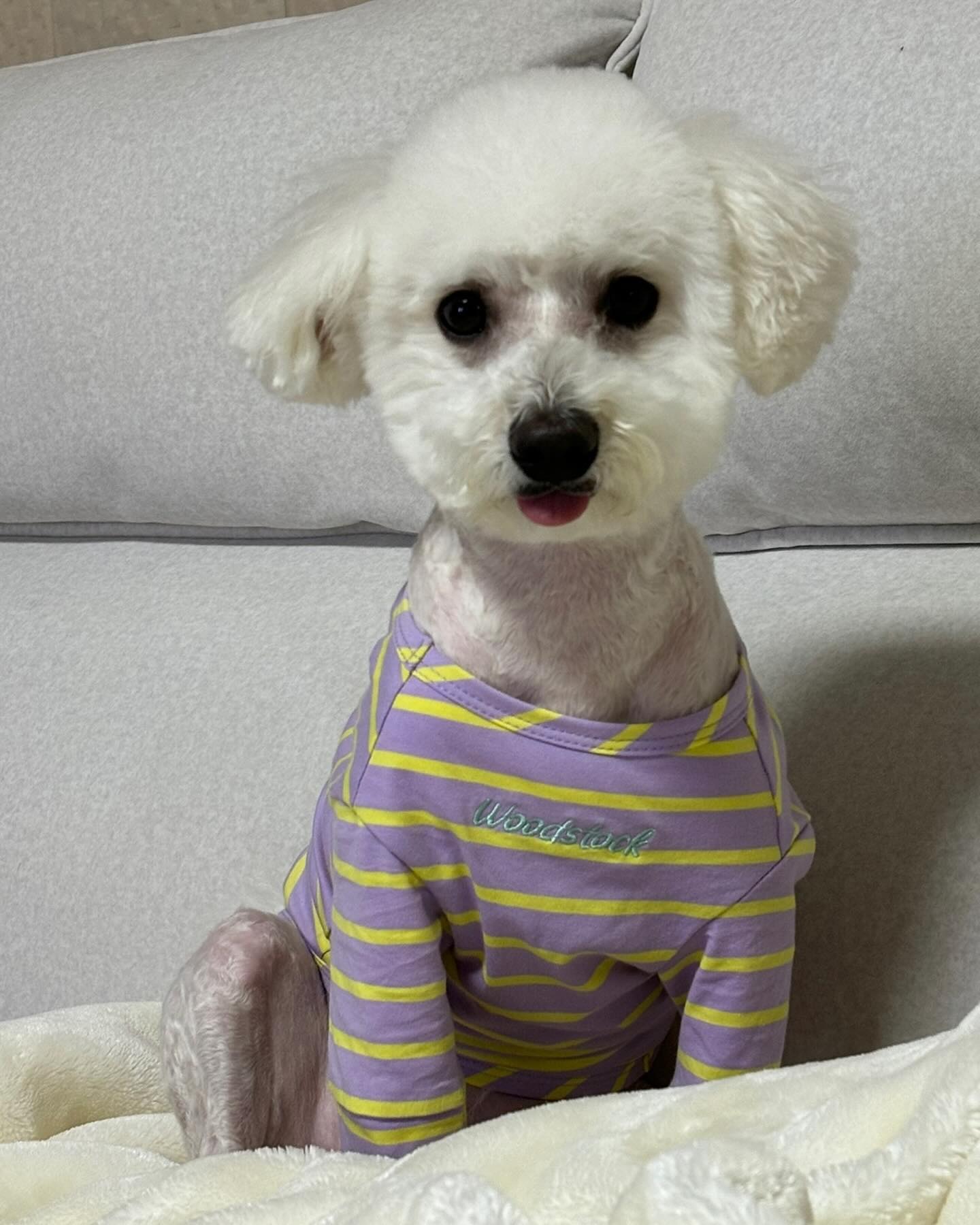 안녕?난 안럭키
한파에 뼈보이게 털 밀어라는 엄마빠,,
원장님이 예쁜 꼬까옷 선물해주셨따💜💛💜💛
원장님 감사합니당💕

happydog_2877 
#해피하개 #강아지미용 #가위컷전문 #다사강아지미용실 #비숑 #비숑미용