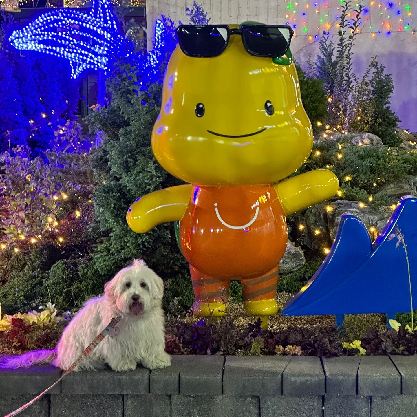 오늘도 산책 완료✨