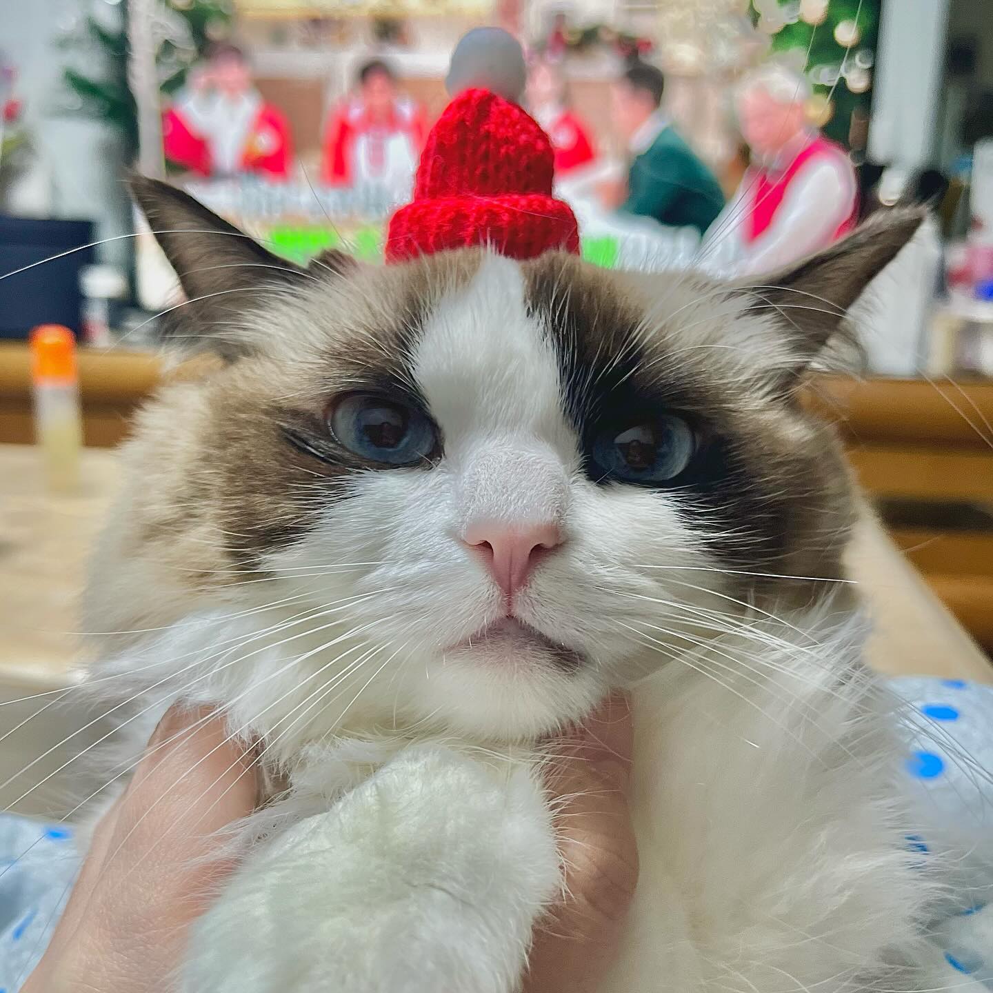 산타풍이🎅🏻😻 사내고양이처럼 나왔지만(긁적) 귀여운걸❤️
.
.
.
.
.
#반려묘 #산타묘 #산타냥 #산타모자 #렉돌 #냥팔 #집사소통 #냥팔환영 #좋아요 #고영희 #집사일기 #집사기록