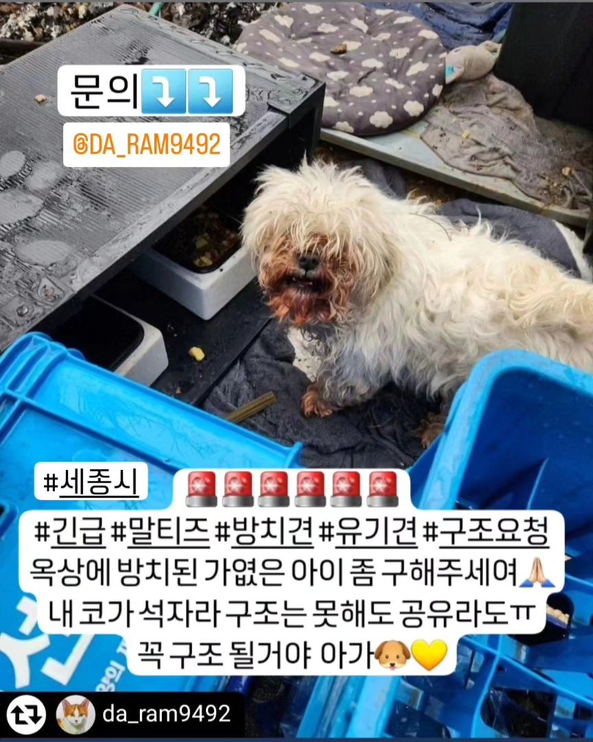 🚨🚨🚨🚨🚨🚨🚨🚨🚨
#무한공유 #리그램 #도와주세요 #도와주세여
#세종시 #말티즈 #옥상방치견 #유기견 #방치견
#살려주세요  #도와주세요

몇일째 잠을 못자고 멍하니 있다 우연히 본 이 아이
이 모습이 심장에 박히네여ㅠㅠ
제가 구조한 말티즈들이 거의 다 이런 모습이었어여
누더기로 방치된채ㅠ제발 아이 좀 구해주세여
내 코가 석자라 입양 못가고 남은 내 새끼들이 줄줄이라ㅠ로또 당첨되지 않는 이상 구조는 못하고 리그램만ㅠ

공유 좀 해주세여 아이 구조 될 수 있게
단체에도 제보해주세여🙏🏻🙏🏻꼭 새 견생 살자 아가ㅠ
원글⤵️⤵️⤵️⤵️⤵️
.
#리그램 - da_ram9492 by get_regrammer
혹시나해서 인스타에 대신 올려봅니다ㅡ

아이가 옥상에 방치되어 있는데 캣맘분이 보시고 밥은 챙겨주고 있다네요 그런데 이렇게 비가오고 눈이 오는데도
그저 다 맞고 있을수밖에 없다니 

추운 겨울도 저러고 방치되어 보낸다는게
말이 되는지ㅠ

이 가여운 아이 품어주실분
어디 안계실지요ㅠ

저 분도 마음만 크고
혹시나하여 올려보셨다는데
인스타도 안하시고

저도 이렇게 글 쓰는것밖엔ㅠ

어느 개인이든 단체든
아이 좀 도와주심 안될까요ㅠ

아이는 옥상주인이 진짜 주인도 아니고 한번 입양갔다가 파양됐다고만 들었다네요ㅠ

활발하고 2-3살쯤
되었답니다ㅠ

이 아이 좀 도와주세요ㅠ

댓글이나 메세지주시면
제가 잘 모르지만 보고
전달해드릴게요ㅠ

아이는 세종시에 있다네요ㅠ

#냥스타그램 #캣스타그램 #멍스타그램 #독스타그램 #유기견 #말티즈 #구조해주세요 #도와주세요 
#dog #dogstagram #puppy  #사지말고입양하세요