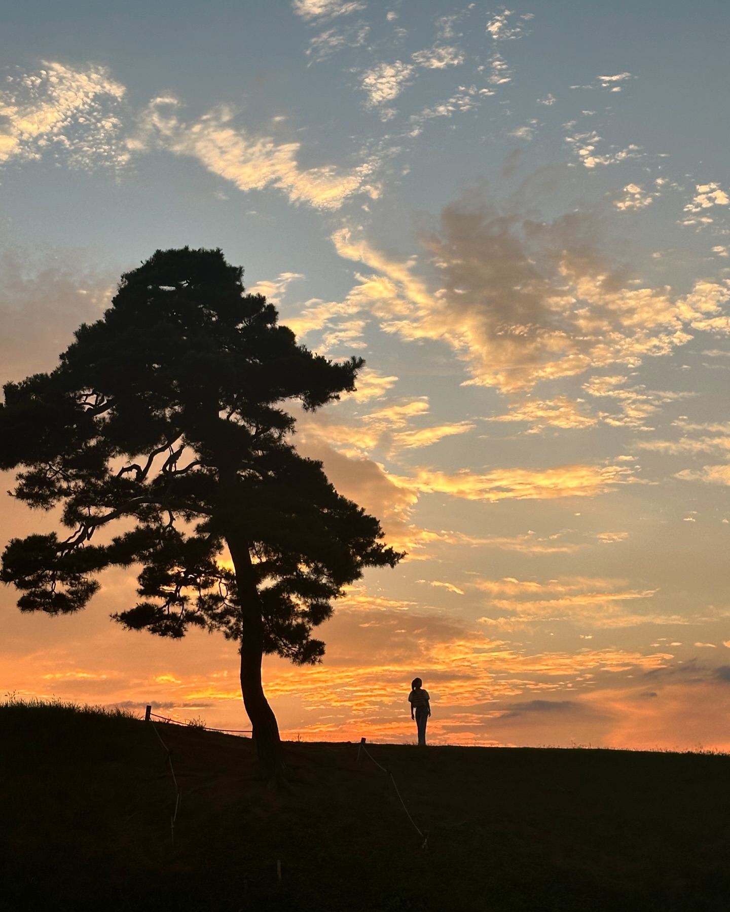 햅삐추석 ฅ(‗• ·̫ •‗ฅ) 🌳🌥️✨🌕🤍