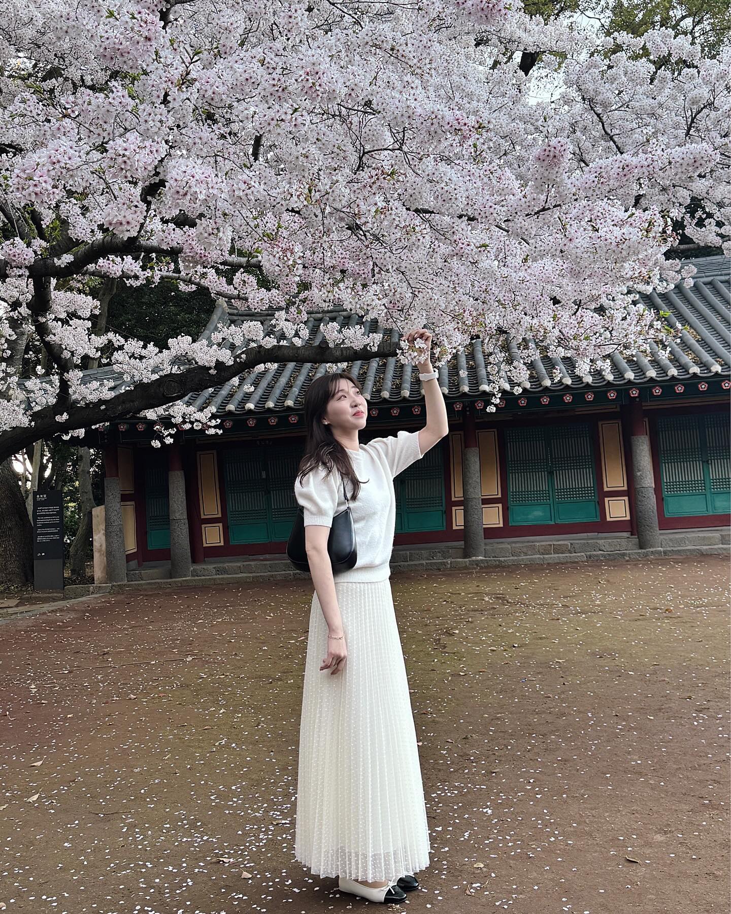 제주에서 맞이한 첫 벚꽃 〰️☁️💙

📍삼성혈 samsunghyeol.jeju
🚗제주 제주시 삼성로 22