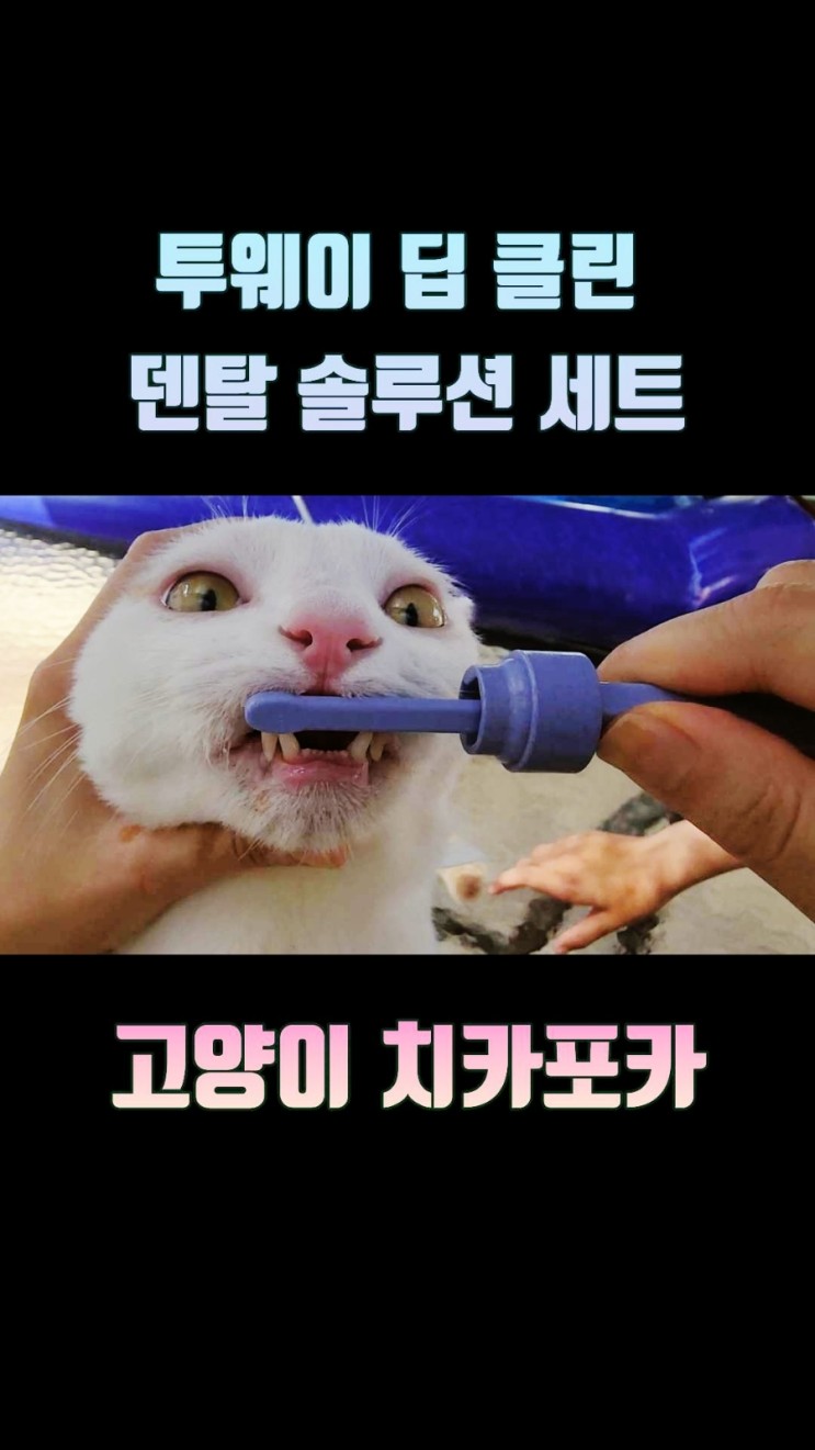 치석제거에 효과적인 고양이칫솔 고양이치약 추천