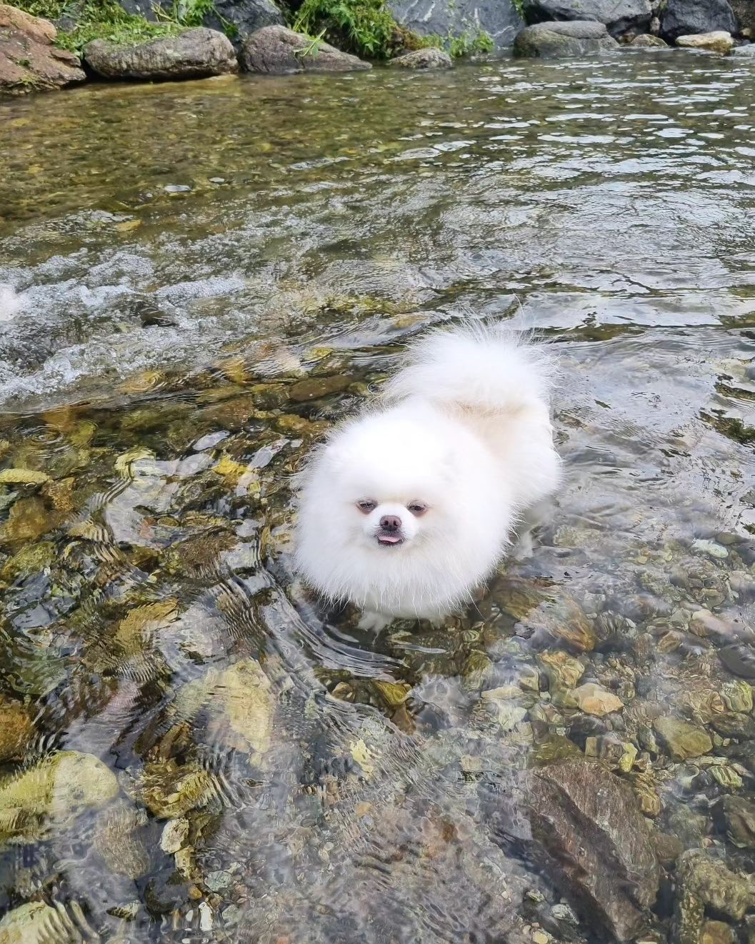 루비의 여름나기🐶

#멍스타그램 #계곡 #장흥계곡 #좋아요 
#daily #dog #like #like4likes 
#물놀이 #여름