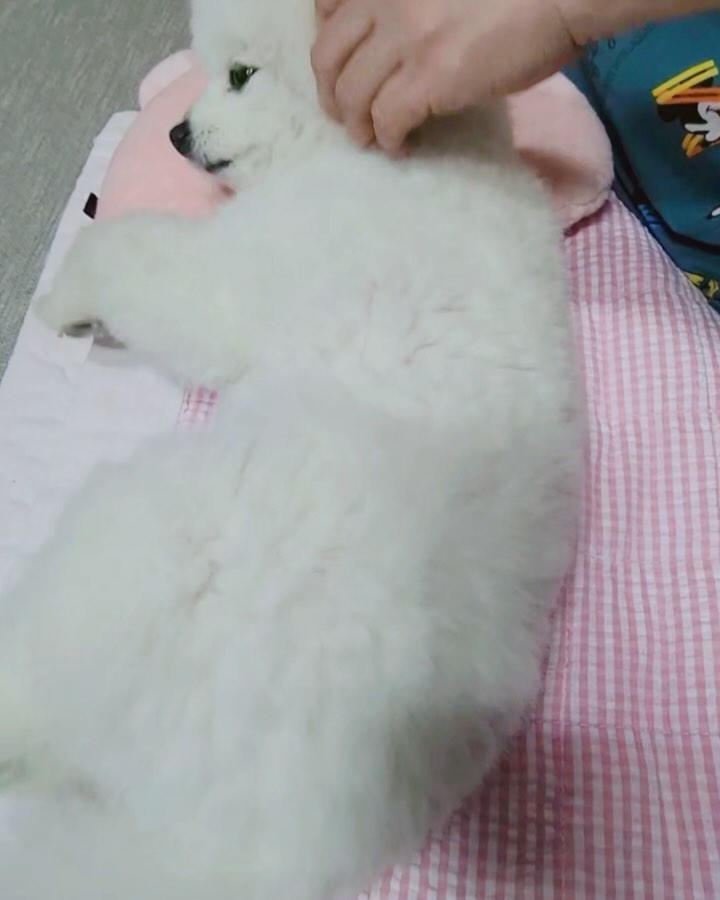 #보듬씨가써봤어 #강아지미스트 #엉킴털
.
어제 날씨가 넘 따뜻해서 나갔다 왔는데...
.
#진드기 한마리가 얼굴에 똬악!!!
.
혹시 몰라 몸을 살펴보려니 털이 많이 엉커있네요 
(곰돌이컷은 옷입히면 많이 뭉쳐요 ㅠㅠ)
.
몸도 살펴볼겸 빗질해주는데.. 우와~ 요고👍
.
보이시나요?? 그냥 쫙쫙쫙
.
향도 좋아서 보듬씨 편안히 빗질받는거 보세요 
.
울보듬이 순해서 그렇다고 오해하실까봐 마지막에 보듬이 짜증나면 하는 행동 올려요 (엄마 웃음어쩔ㅠㅠ)
.
빗질 편하게 하고 싶으심 요고요고 추천해요 
.
꼬옥 써보세여🙏 추천추천 별x10000
.
beppen_offical  은 내새끼를 위한 제품을 만드는 곳이예요!! 믿음이 안갈수 없는🩷
.
빗질 걱정이시라면 꼬옥 써보시길 추천해요
.
.
.
.
.
.
#강아지용품추천 #내돈내산 #강아지빗질팁