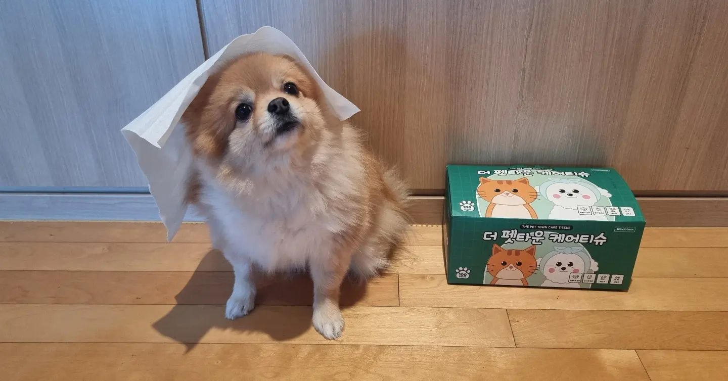 #협찬 #제품제공
안녕하세요 마루누나예요! 이번에 소개할 제품은  더펫타운케어티슈인데요 아시겠지만 사람이 쓰는 휴지와  티슈는 반려동물 피부에 좋지 않다고 해요 그래서 반려동물 전용  더펫타운케어티슈가 나왔어요  그리고 중요한거 우리 친구들 응아하고나서 닦아 줘야 하는데 뒤처리도 중요 하겠죠? 그리고 또 중요한거 안전한 펫티슈로 만들어져 있고 알러지성 염료는 무검출이고 없을 뿐더러 형광증백제도 무검출이고 포름알데히드도 무검출인데다
안티몬 무검출 테스트 완료를 했다니 너무 안심이죠?우리 마루 피부는 소중하니까요 ㅎㅎ 더펫타운케어티슈 덕분에 마루의 뛰뛰와  모든 실생활에 너무 유용할거 같고 100매라서 많이 쓸수 있을거 같아요 ㅎㅎ
마루에게 더펫타운케어티슈를 제공해주신 달곰이네에게 감사의 인사를 전하며 마루와 함께 잘 사용하겠습니다 감사합니다 ㅎㅎ

#더펫타운케어티슈 #펫티슈 #건티슈 #강아지용품 #여기다댕댕이