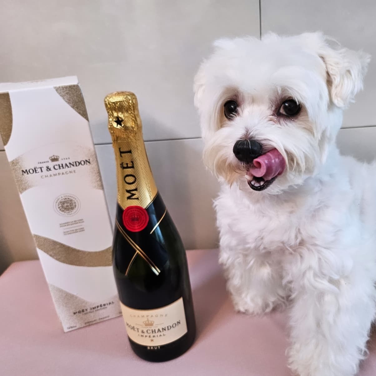 고맙호오🍾 

#모엣샹동 #moetchandon #샴페인 #달디달디달디단